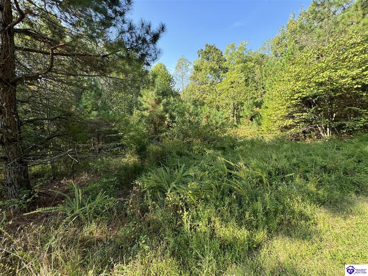 0 DeWitt RoadFordsville,&nbsp;KY&nbsp;42343