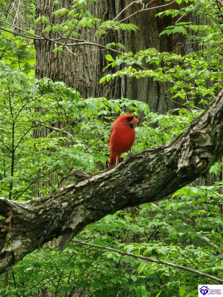 0000 Rineyville Big Springs Road Rineyville, KY 40162 #2