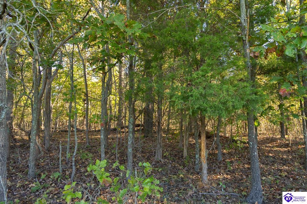 TRACT 3 Roy Road Eastview, KY 42732 #4