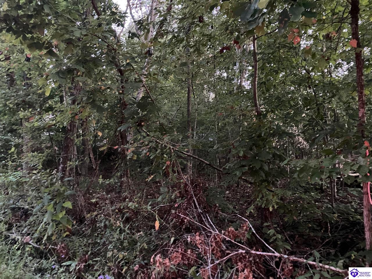 Rock Creek Road Leitchfield, KY 42754 #4