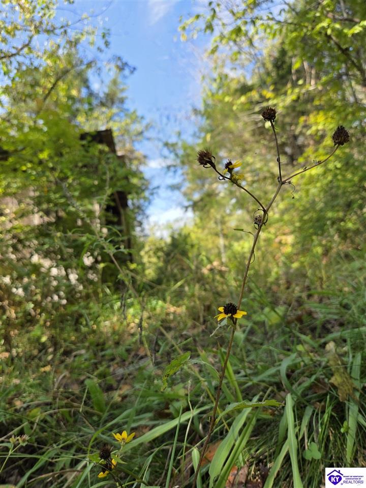 2728 Constantine Road Cecilia, KY 42724 #4