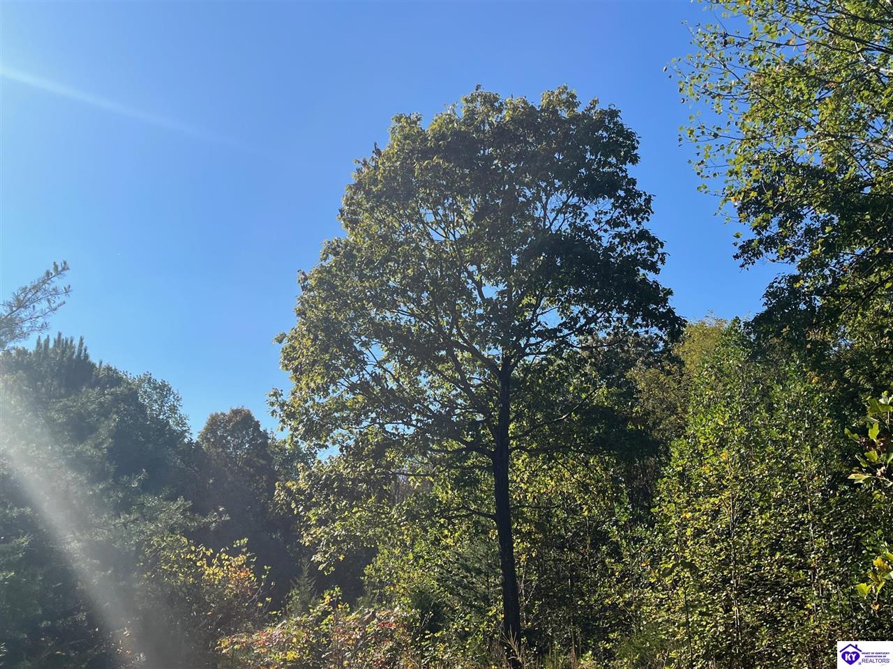 124 ACRES Cub Run Highway Munfordville, KY 42765 #1