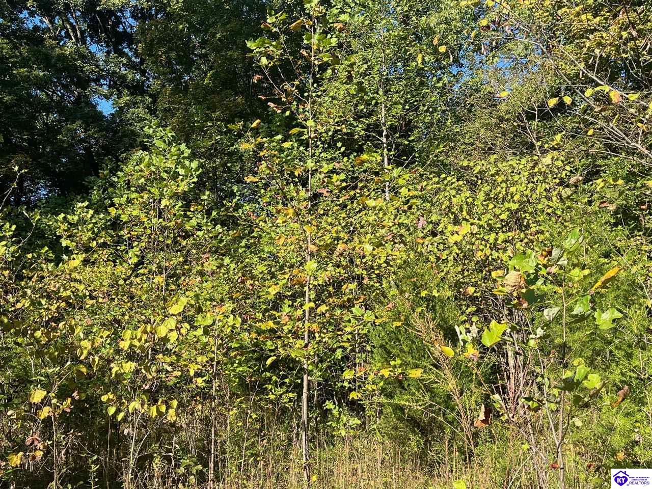 124 ACRES Cub Run Highway Munfordville, KY 42765 #2