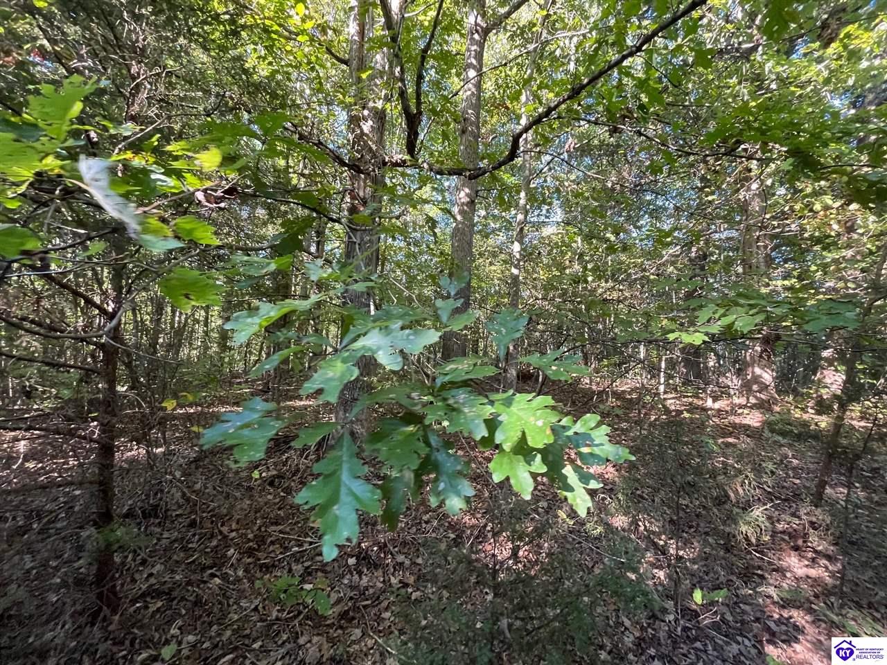 124 ACRES Cub Run Highway Munfordville, KY 42765 #4