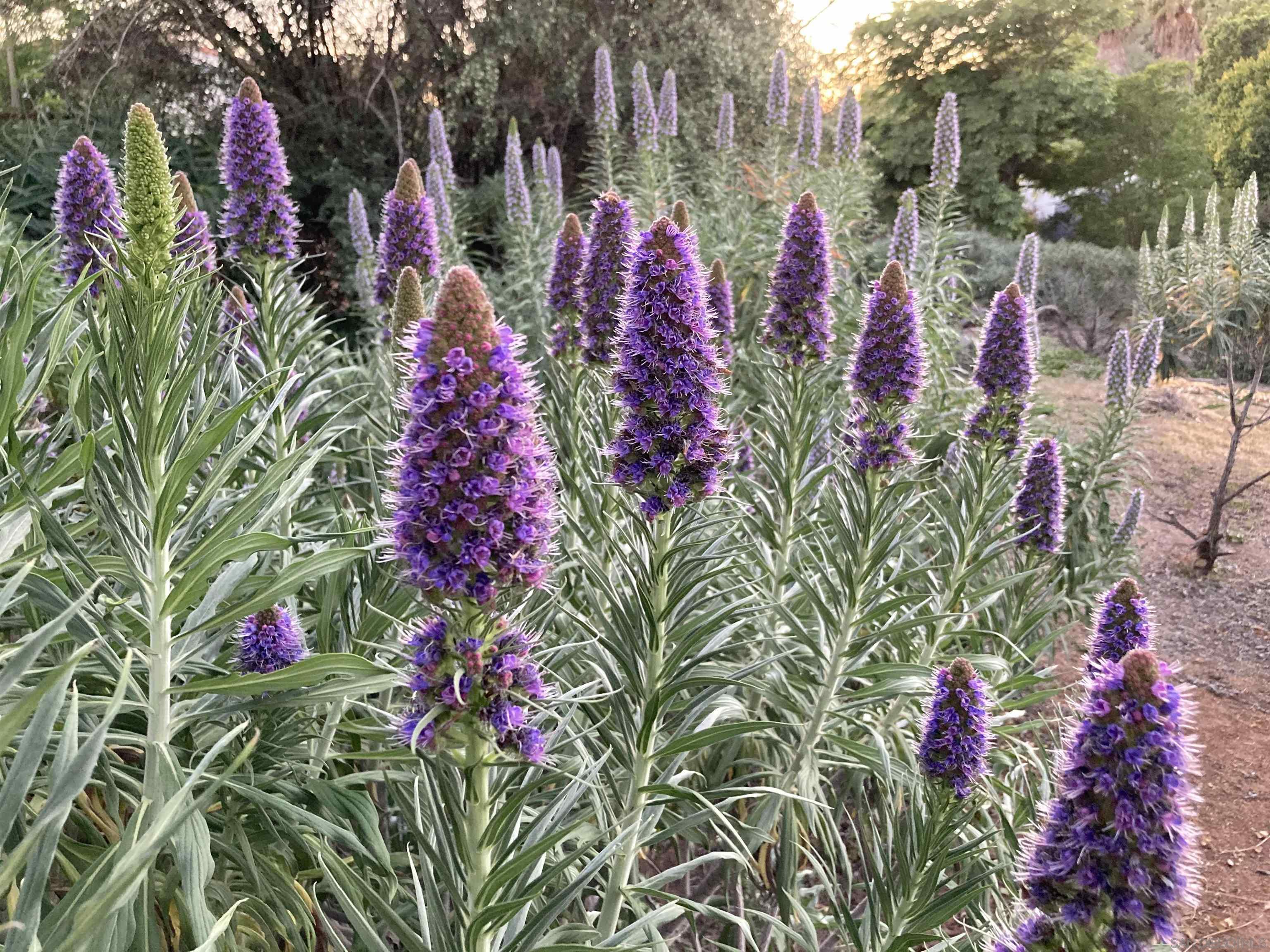 Detail Gallery Image 40 of 58 For 4744  Resmar Rd, La Mesa,  CA 91941 - 3 Beds | 3 Baths