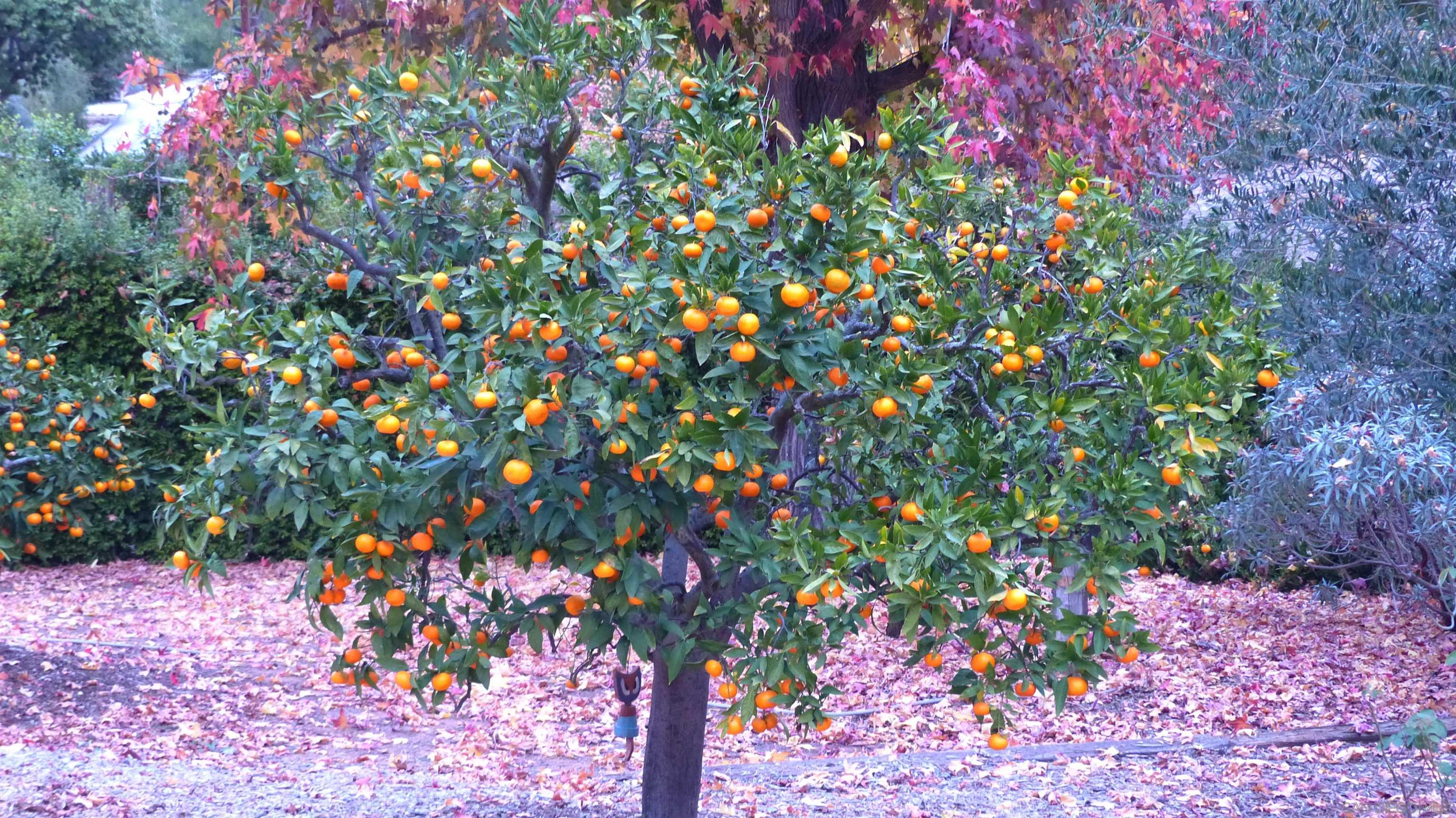 Detail Gallery Image 42 of 58 For 4744  Resmar Rd, La Mesa,  CA 91941 - 3 Beds | 3 Baths