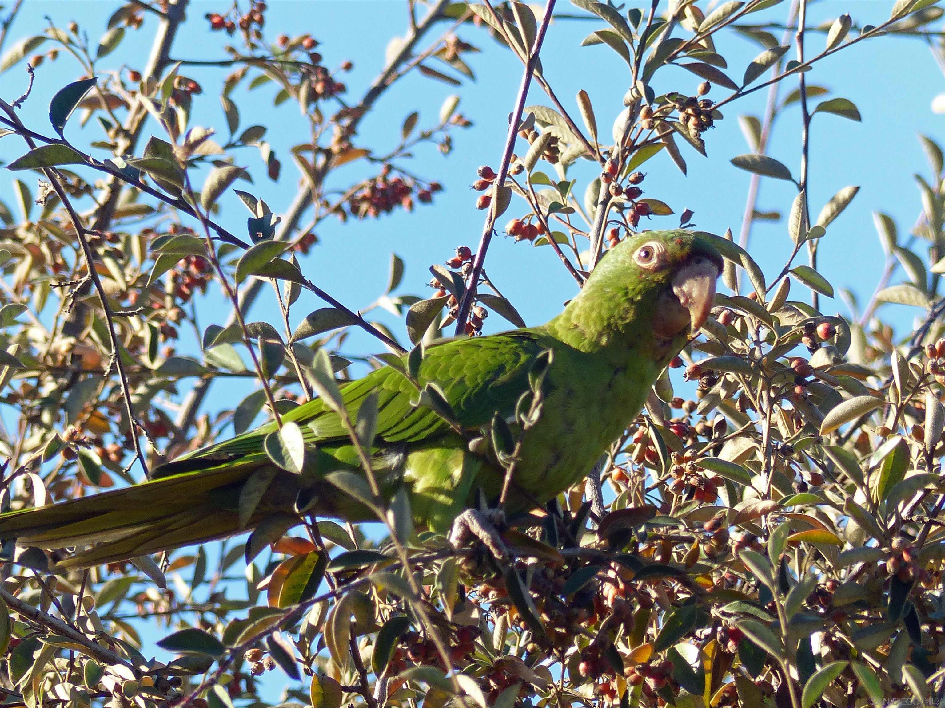 Detail Gallery Image 49 of 58 For 4744  Resmar Rd, La Mesa,  CA 91941 - 3 Beds | 3 Baths