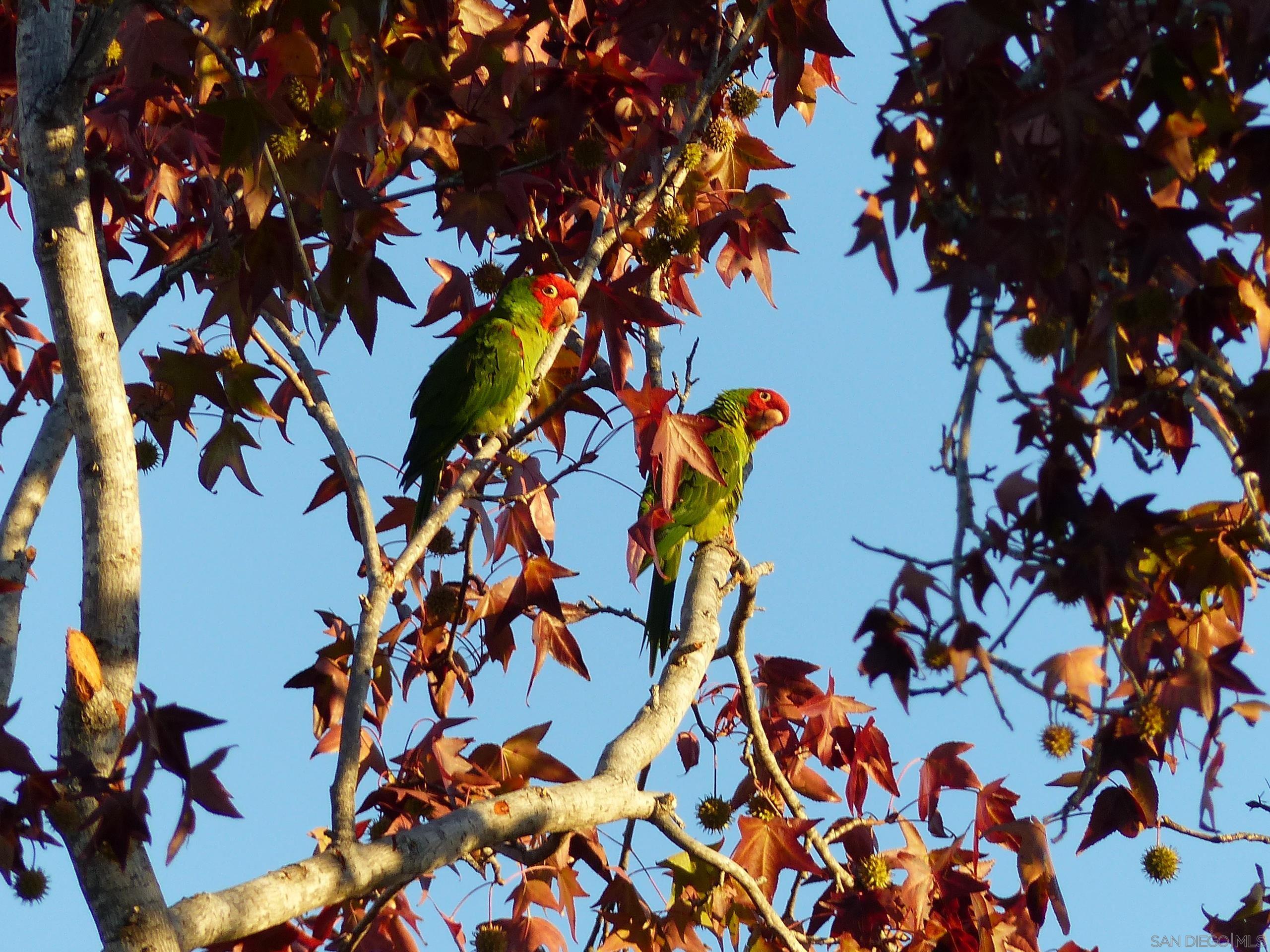 Detail Gallery Image 51 of 58 For 4744  Resmar Rd, La Mesa,  CA 91941 - 3 Beds | 3 Baths