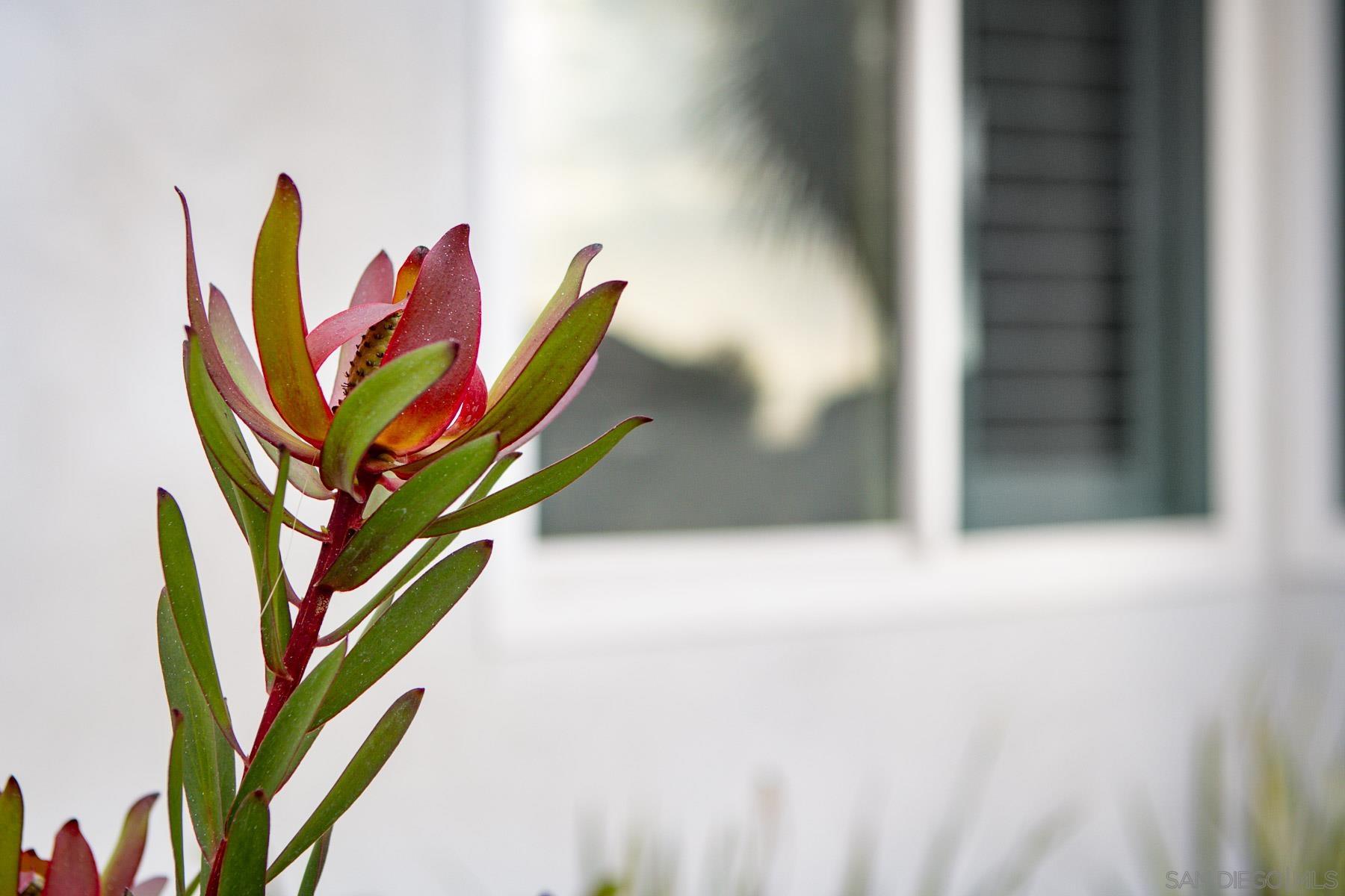 Detail Gallery Image 24 of 30 For 1028  Daisy Ave, Carlsbad,  CA 92011 - 3 Beds | 2 Baths