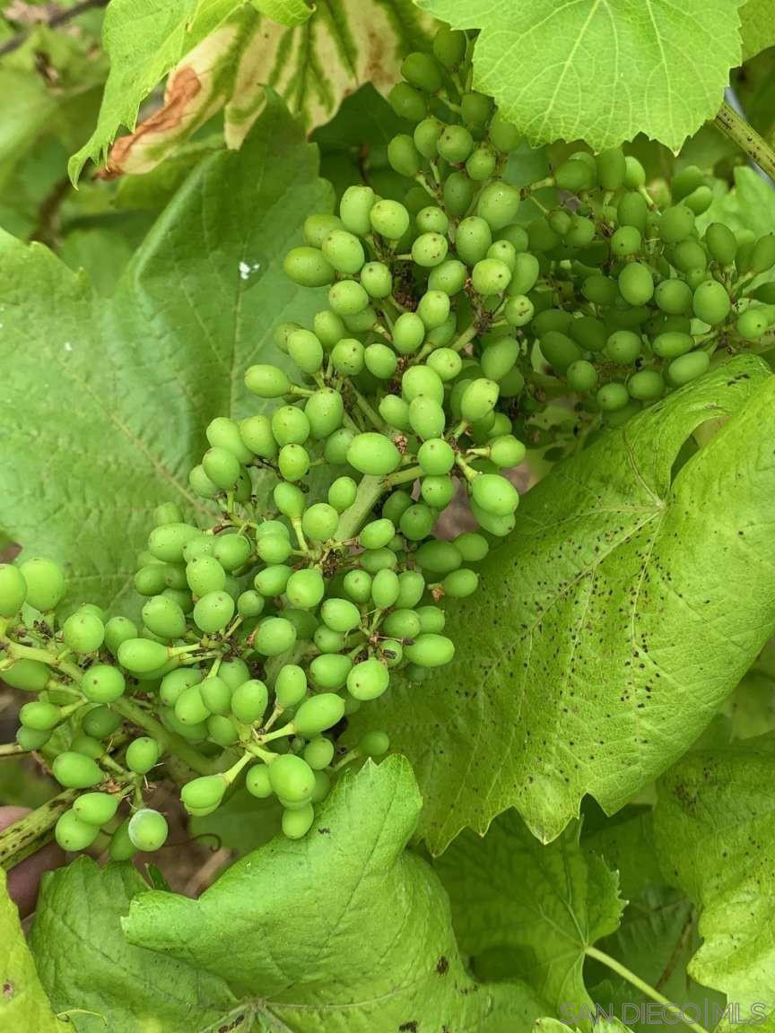 Detail Gallery Image 35 of 40 For 2327  Clearcrest Ln, Fallbrook,  CA 92028 - 5 Beds | 3/1 Baths