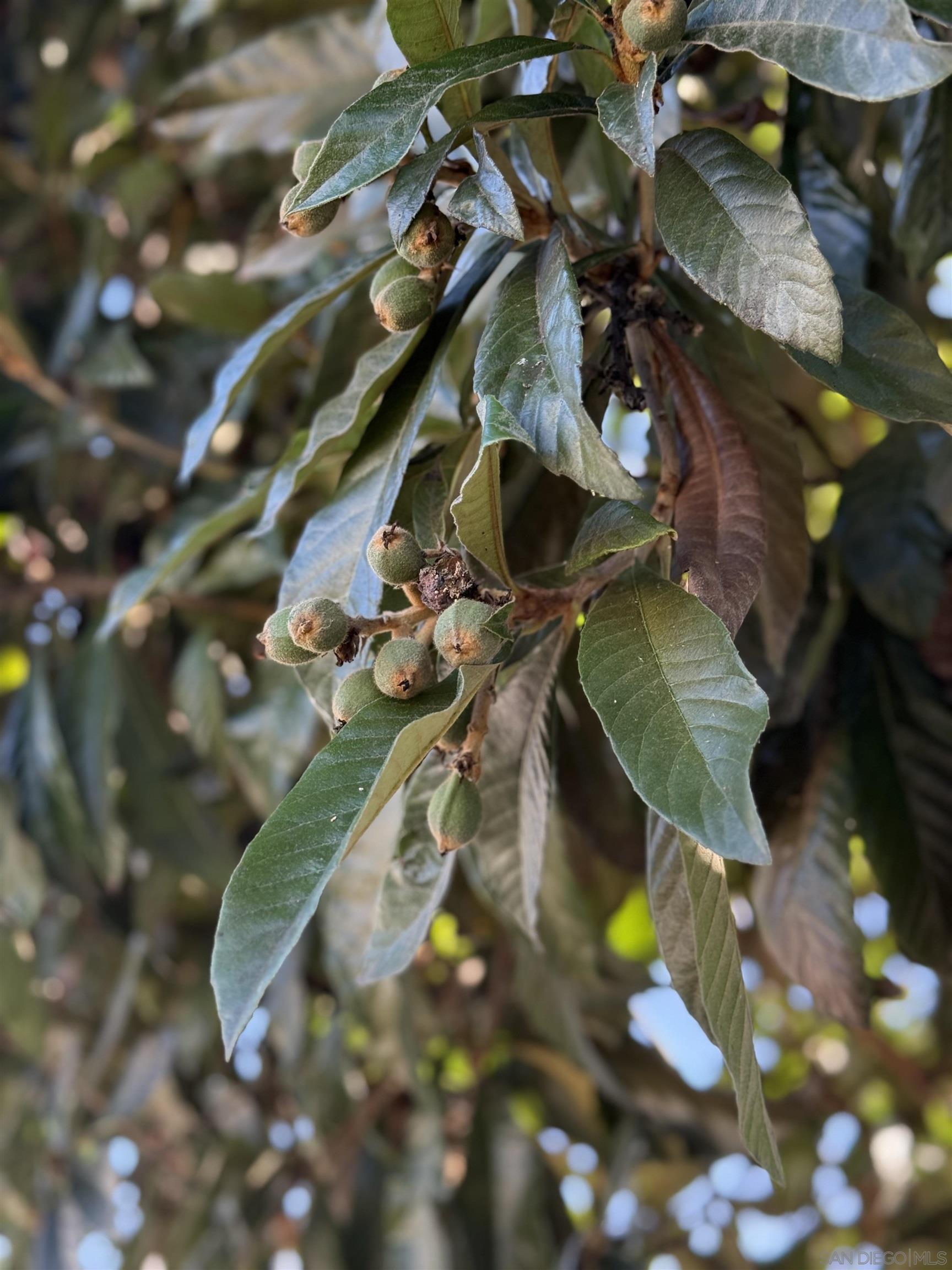 Detail Gallery Image 29 of 34 For 3280  Towser St, San Diego,  CA 92123 - 3 Beds | 2 Baths