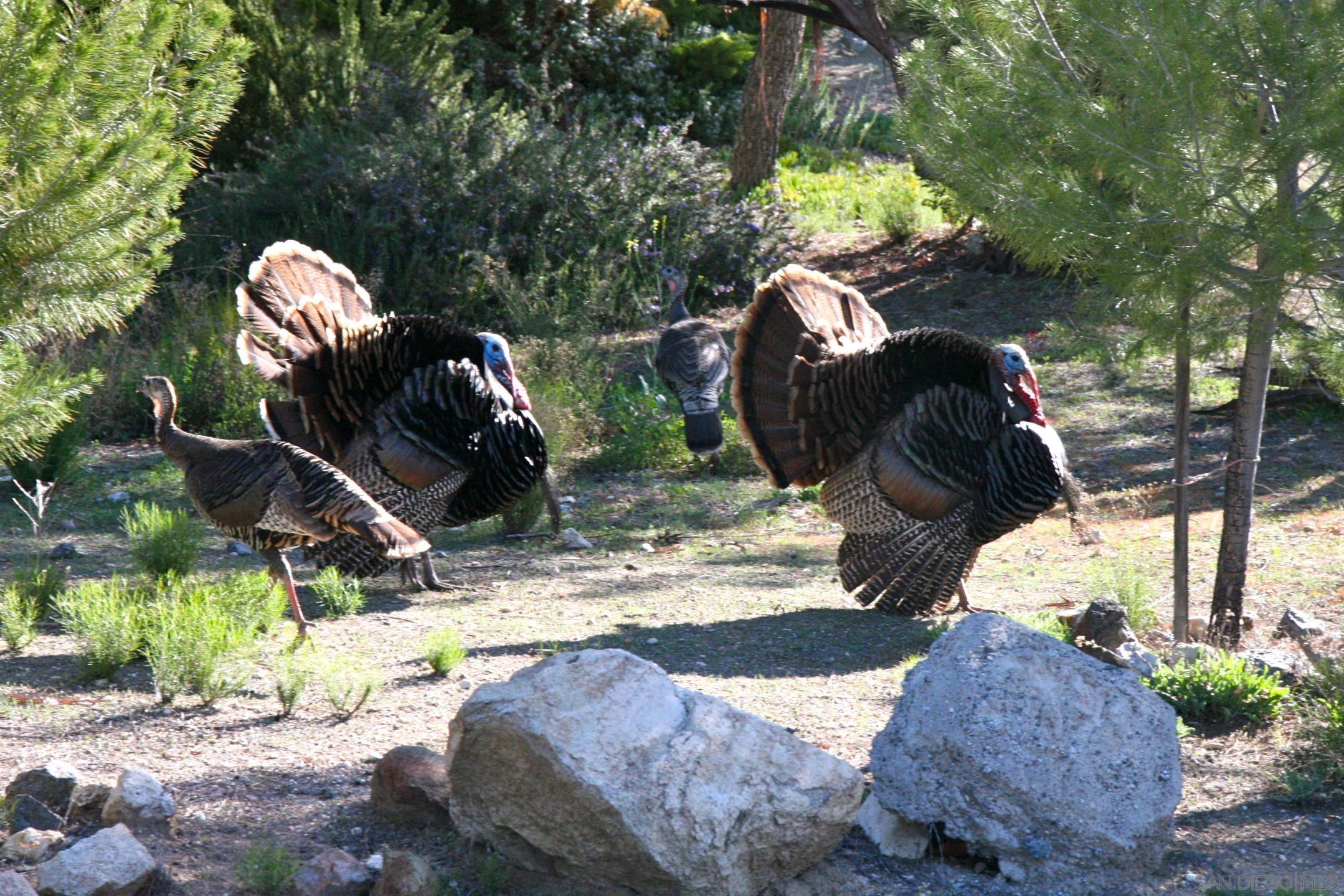 Detail Gallery Image 74 of 74 For 35109  Highway 79  Sp #241,  Warner Springs,  CA 92086 - 3 Beds | 2 Baths