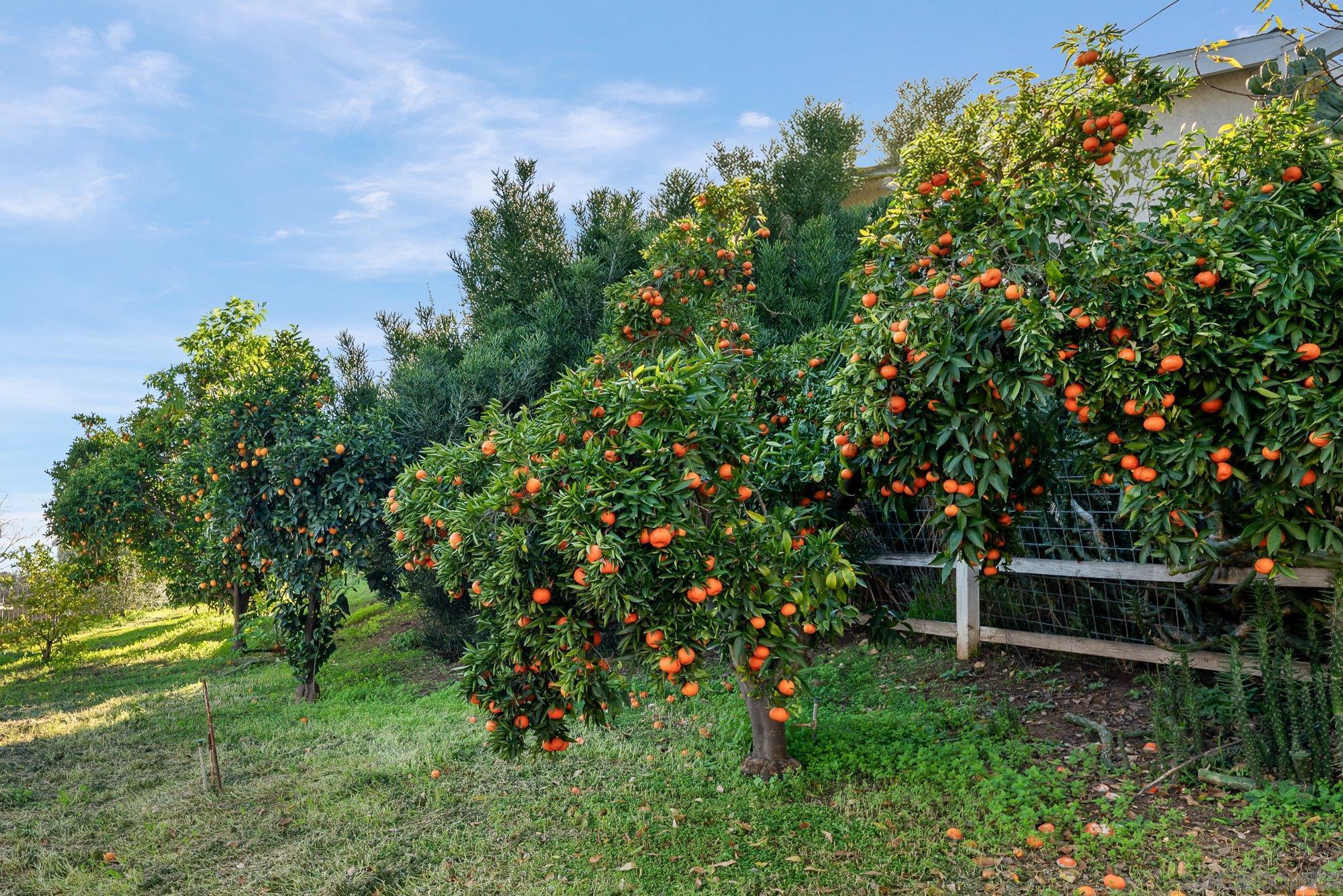 Detail Gallery Image 45 of 59 For 1780  Grove Rd, El Cajon,  CA 92020 - 3 Beds | 2 Baths