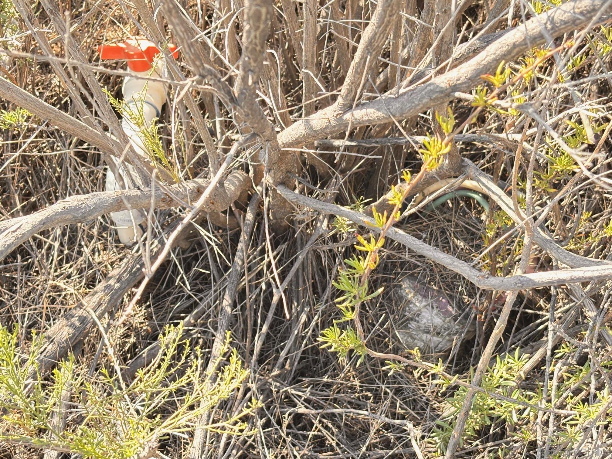 Detail Gallery Image 12 of 13 For , Tecate,  CA 91980 - – Beds | – Baths