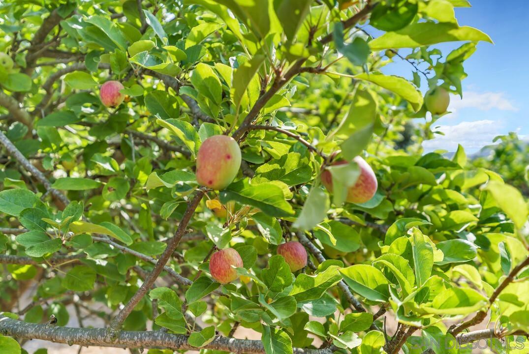 Detail Gallery Image 19 of 48 For 3453  via Loma Vista, Escondido,  CA 92029 - 4 Beds | 3 Baths