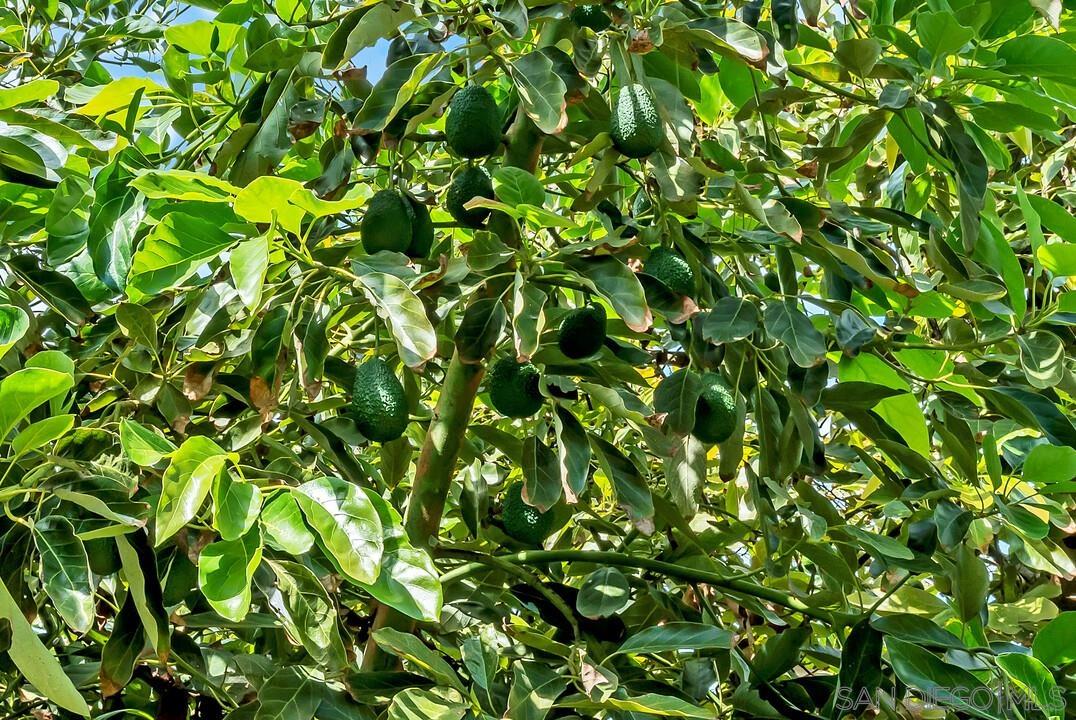 Detail Gallery Image 43 of 43 For 30311  Circle R Lane, Valley Center,  CA 92082 - 5 Beds | 3 Baths