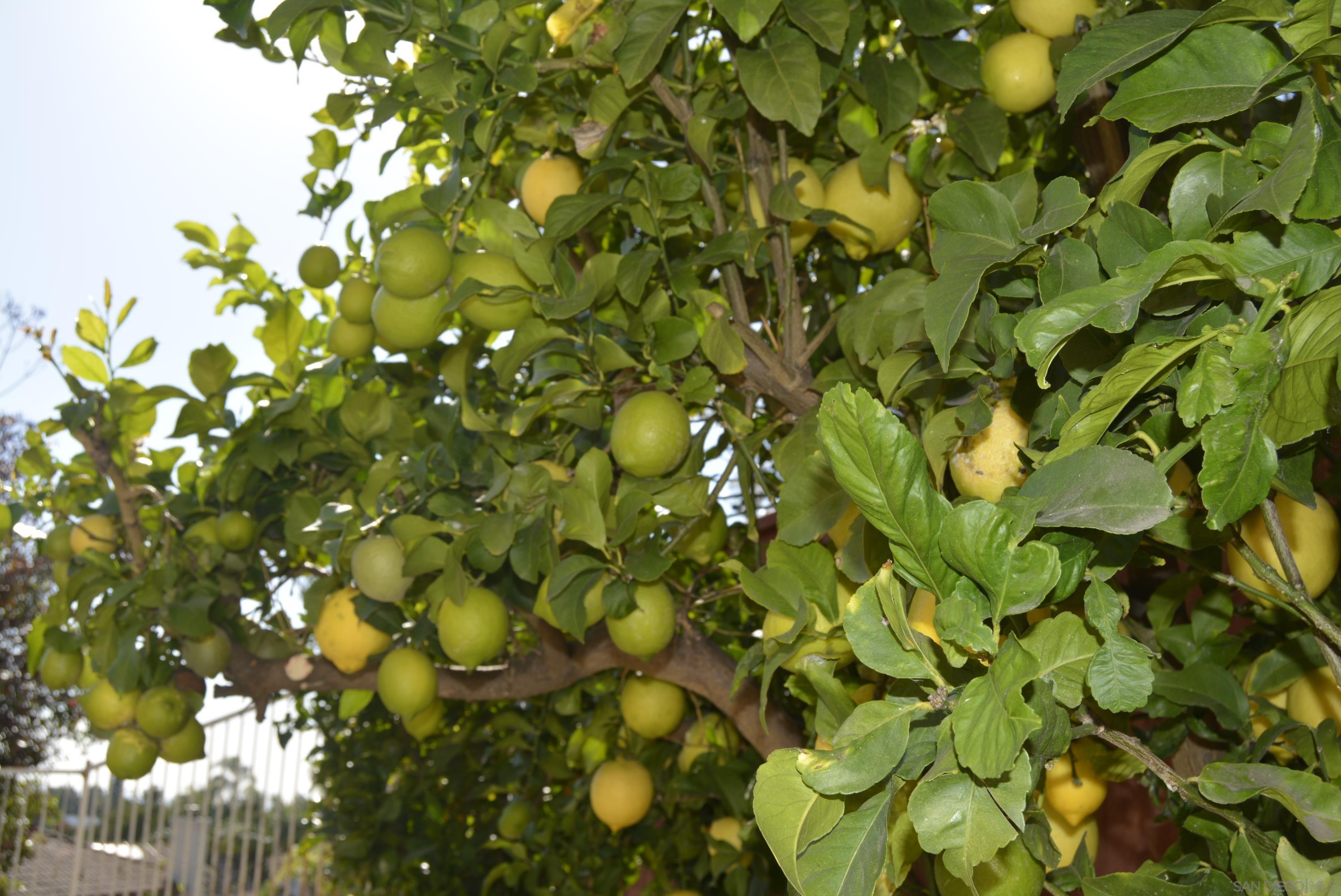 Detail Gallery Image 13 of 31 For 2466  Falcon Valley, Chula Vista,  CA 91914 - 4 Beds | 3 Baths
