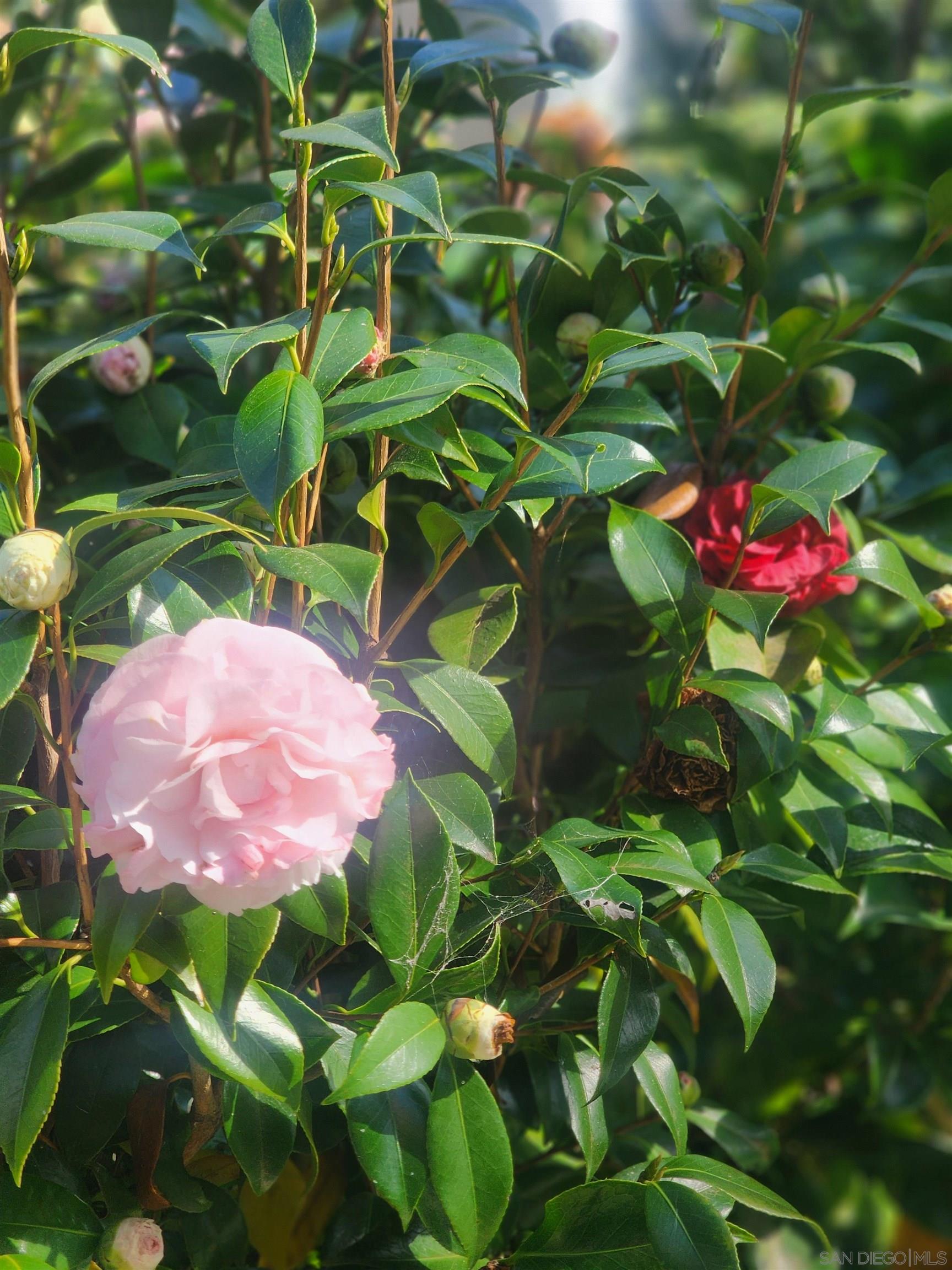 Detail Gallery Image 50 of 68 For 4011  Layang Layang Cir  #F,  Carlsbad,  CA 92008 - 2 Beds | 2/1 Baths