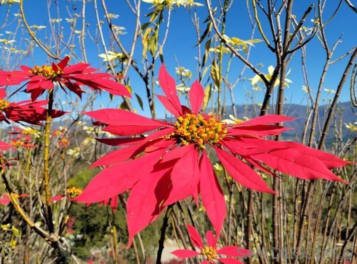 Detail Gallery Image 58 of 59 For 13155  Mcnally Road, Valley Center,  CA 92082 - 2 Beds | 2 Baths