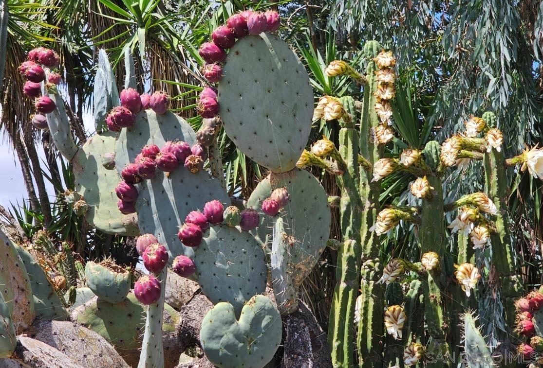 Detail Gallery Image 61 of 70 For 13155  Mcnally Road, Valley Center,  CA 92082 - 2 Beds | 2 Baths