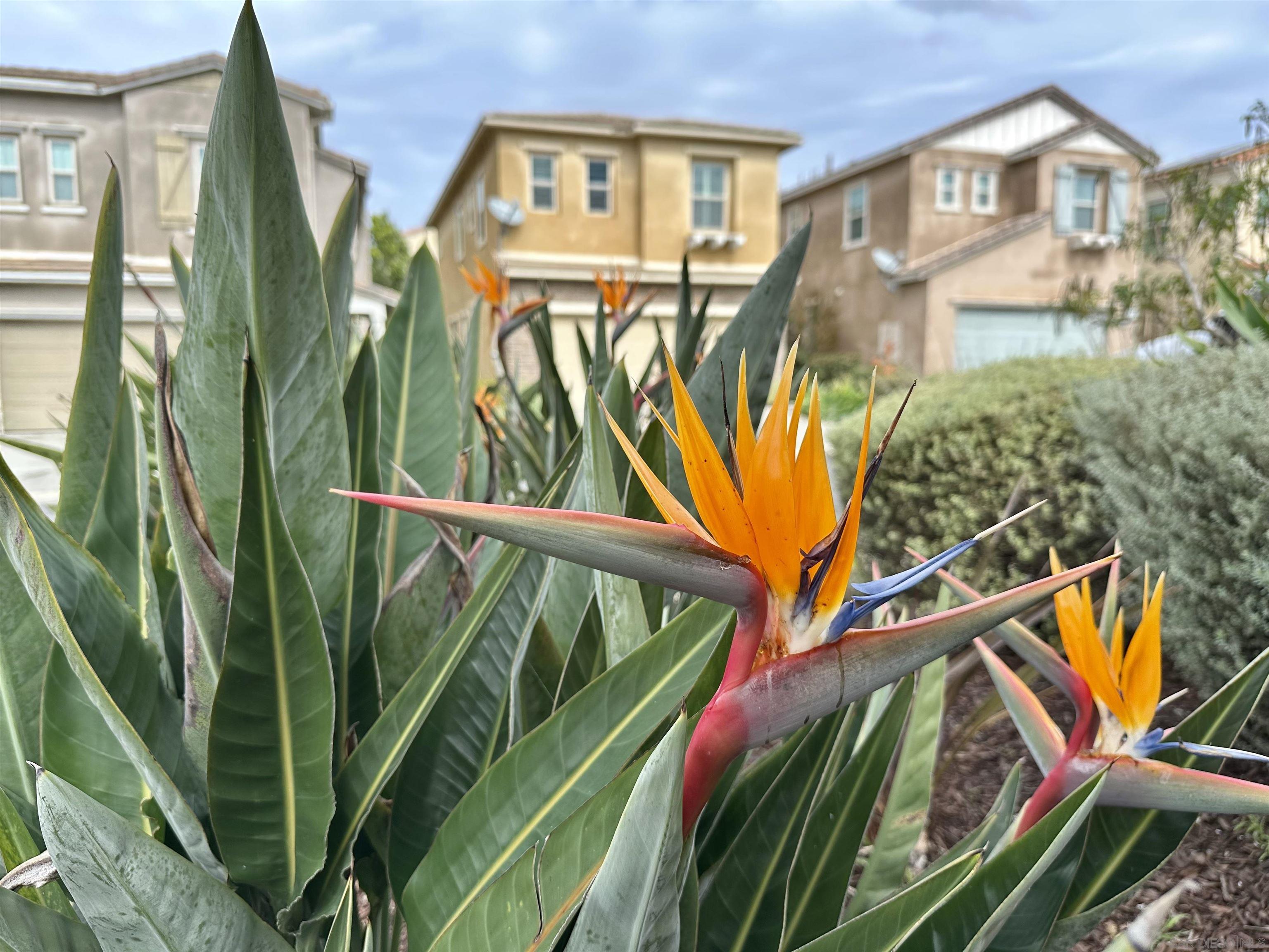 Detail Gallery Image 26 of 27 For 2076  Blue Oak Lane, Vista,  CA 92084 - 3 Beds | 2/1 Baths