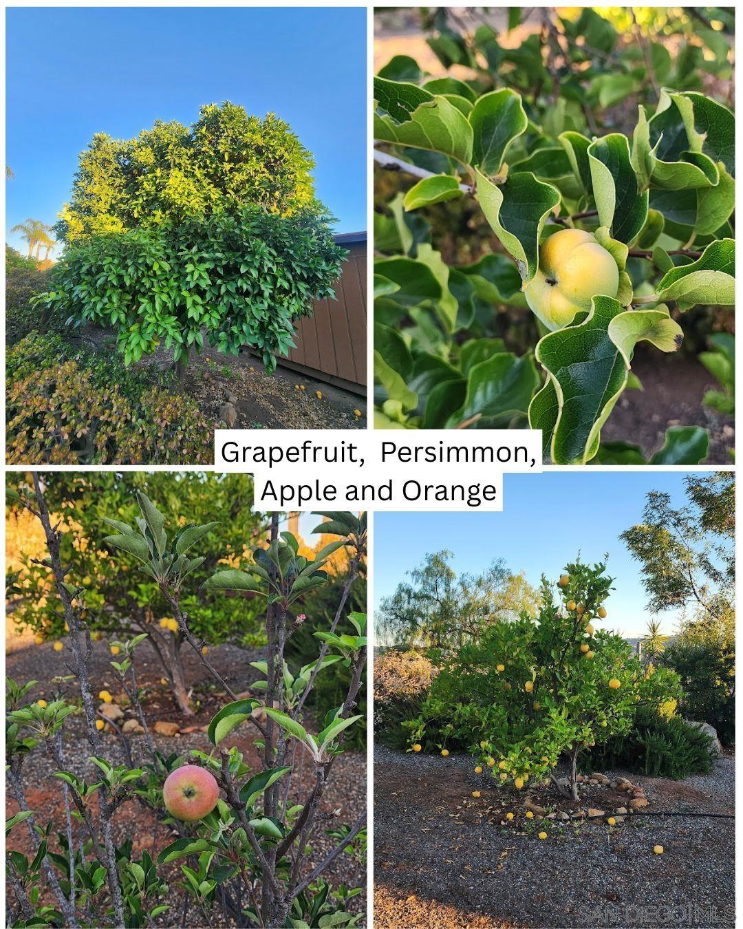 Detail Gallery Image 49 of 60 For 28149  Orange Terrace, Valley Center,  CA 92082 - 4 Beds | 3/1 Baths