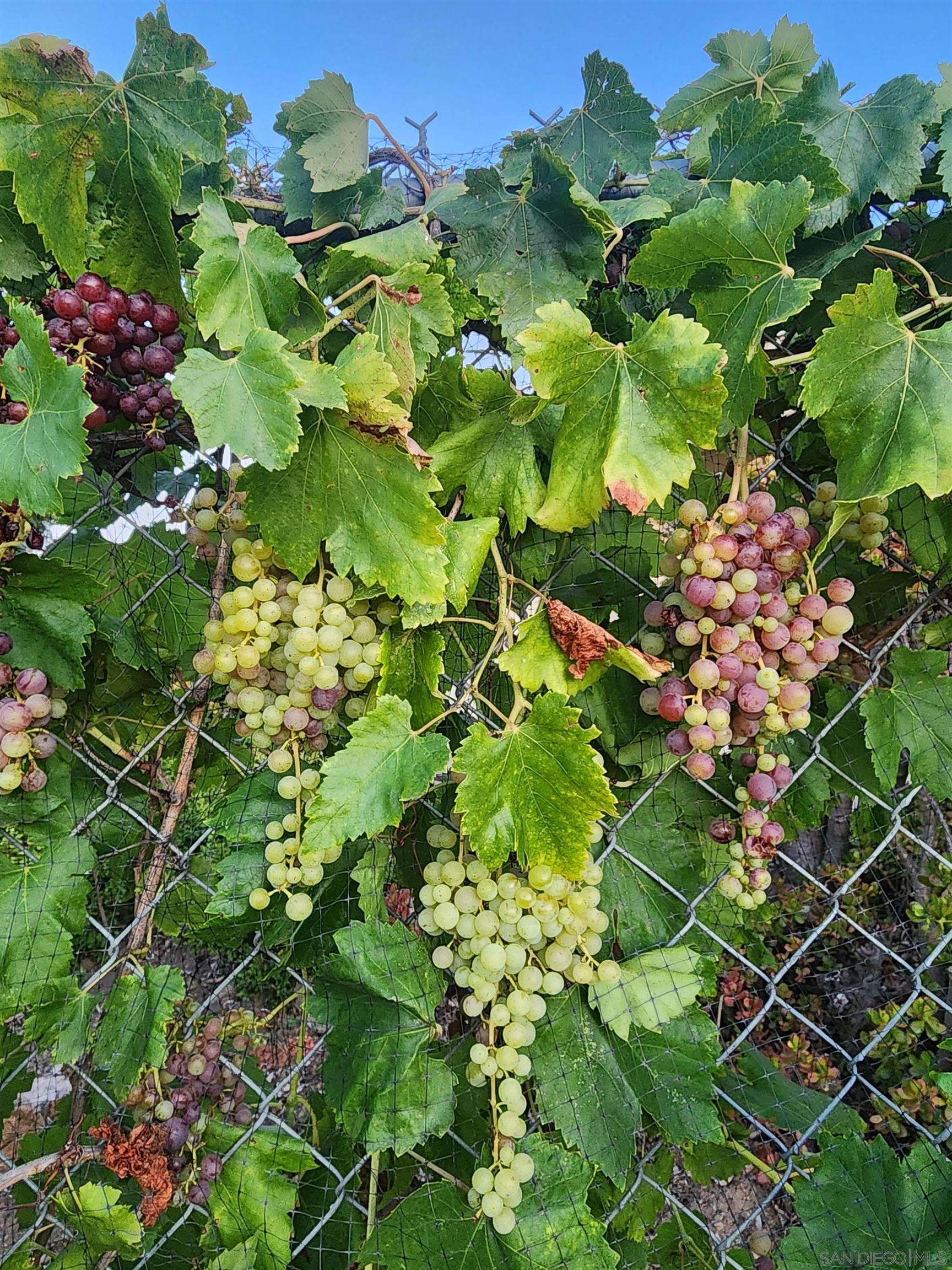 Detail Gallery Image 50 of 60 For 28149  Orange Terrace, Valley Center,  CA 92082 - 4 Beds | 3/1 Baths