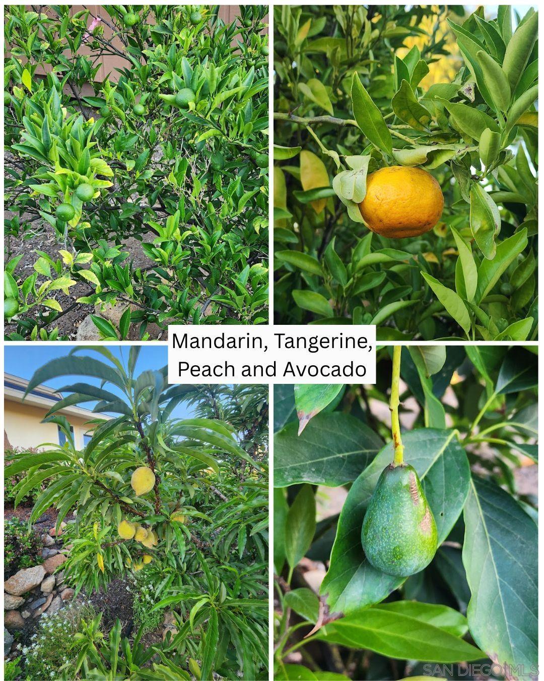 Detail Gallery Image 51 of 60 For 28149  Orange Terrace, Valley Center,  CA 92082 - 4 Beds | 3/1 Baths