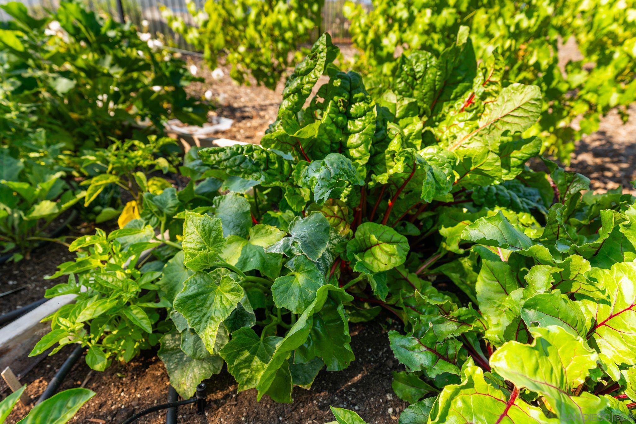 Detail Gallery Image 24 of 34 For 18264  Avenida Manantial, Rancho Santa Fe,  CA 92067 - 5 Beds | 5/2 Baths