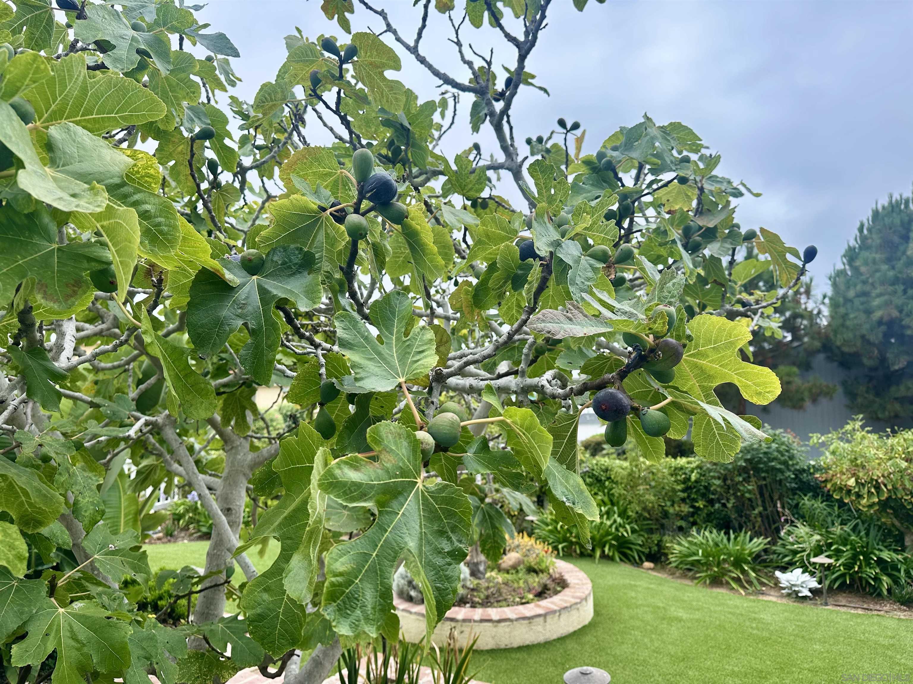 Detail Gallery Image 28 of 31 For 5741  Chelsea Ave, La Jolla,  CA 92037 - 3 Beds | 2 Baths