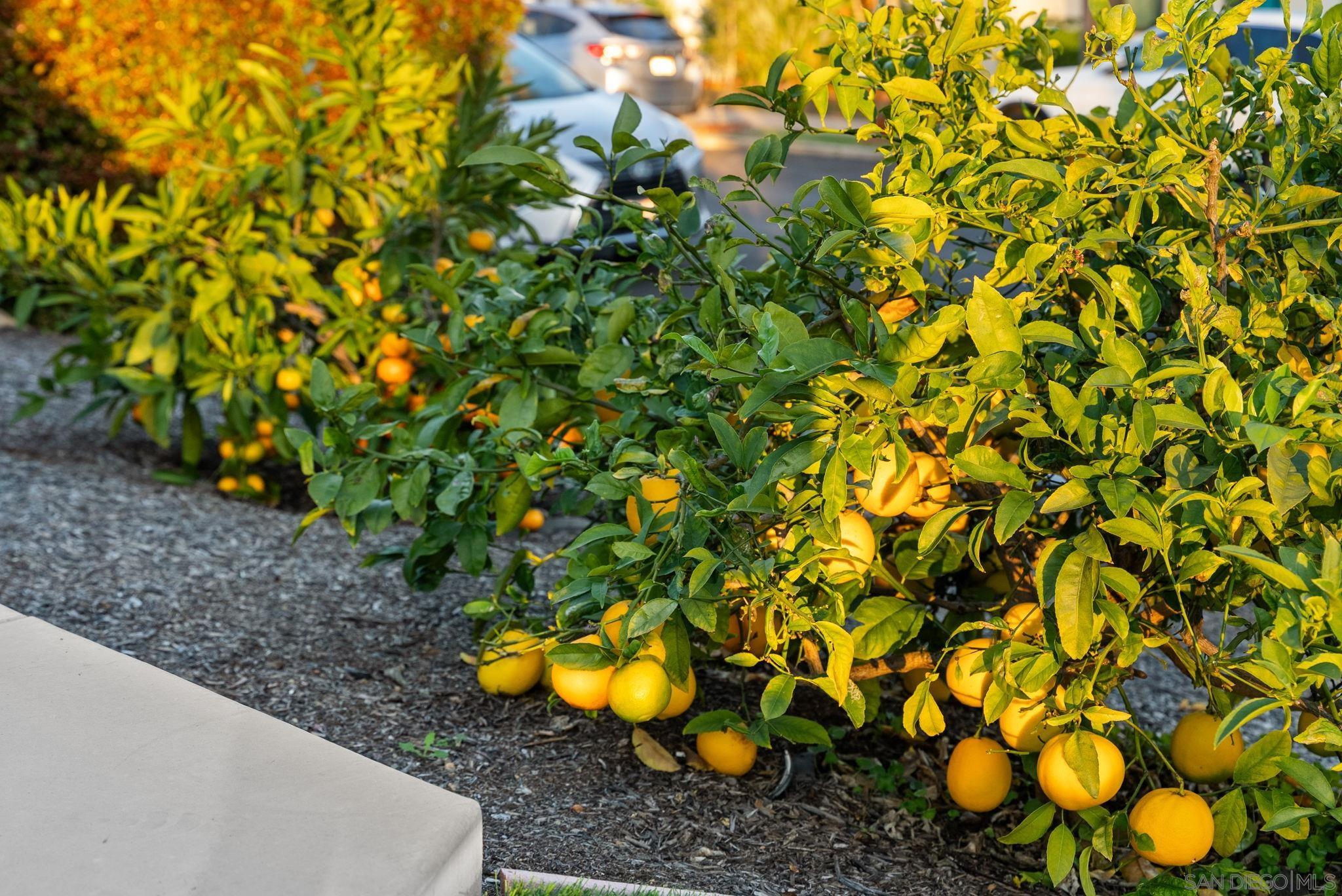 Detail Gallery Image 28 of 31 For 4540 E Talmadge Drive, San Diego,  CA 92116 - 3 Beds | 3 Baths