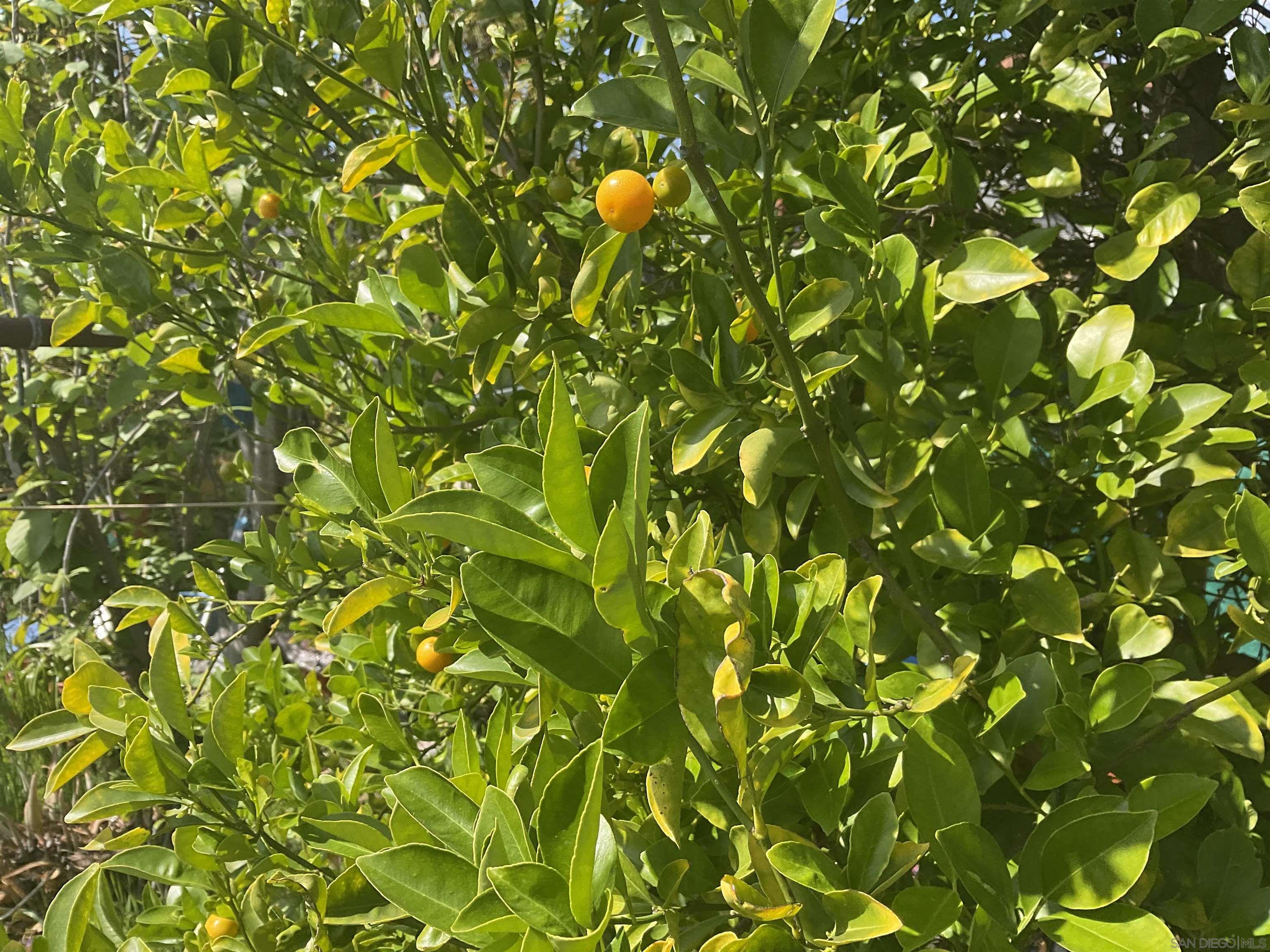 Detail Gallery Image 8 of 8 For 6197  Daisy Pl, San Diego,  CA 92114 - 4 Beds | 2/1 Baths