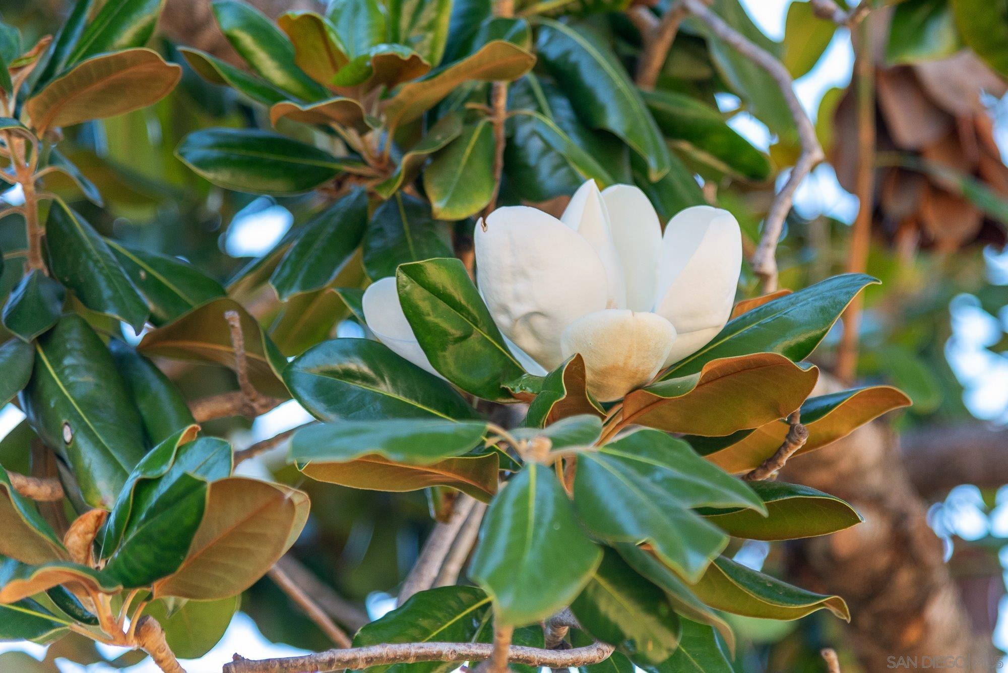 Detail Gallery Image 63 of 74 For 1322  Loma De Paz, Escondido,  CA 92027 - 3 Beds | 2/1 Baths
