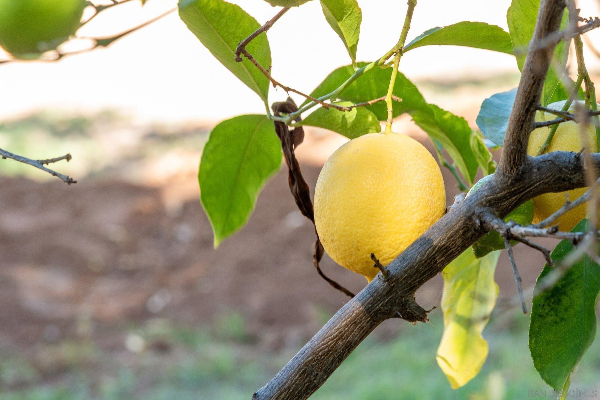 Detail Gallery Image 65 of 74 For 1322  Loma De Paz, Escondido,  CA 92027 - 3 Beds | 2/1 Baths
