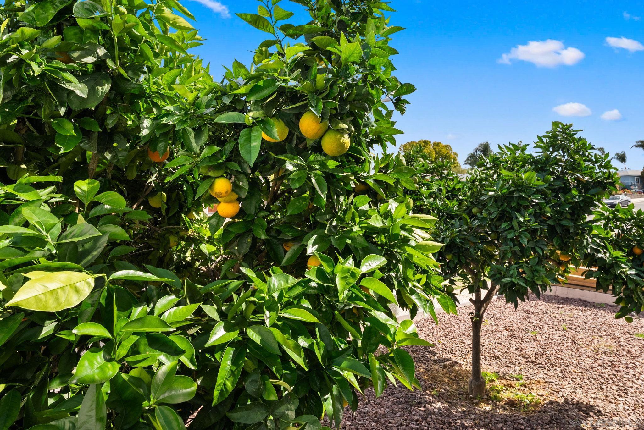 Detail Gallery Image 32 of 47 For 6844  Missy Court, San Diego,  CA 92115 - 6 Beds | 4/1 Baths