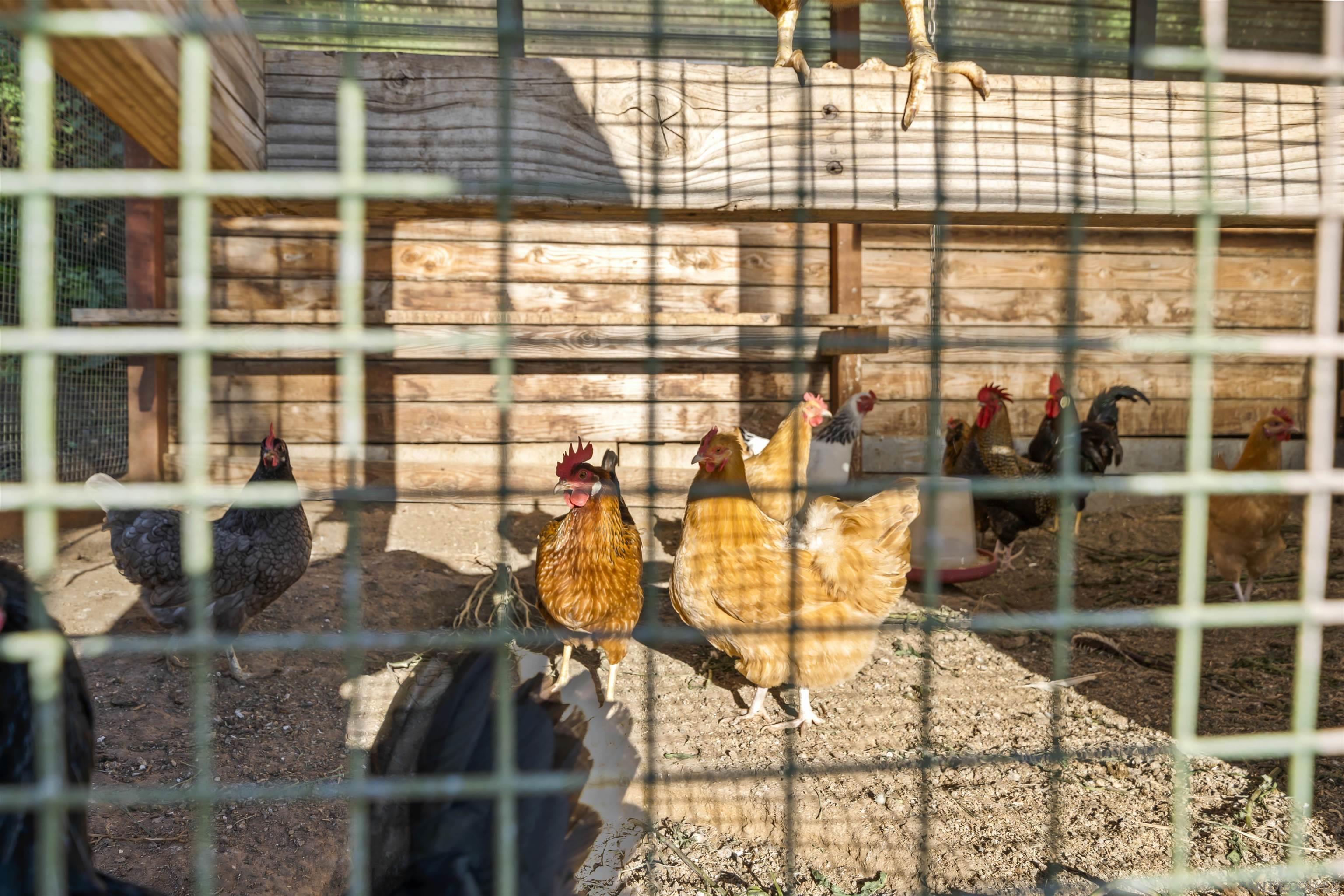 Detail Gallery Image 69 of 72 For 16951  Old Coach Rd, Poway,  CA 92064 - 5 Beds | 4/2 Baths