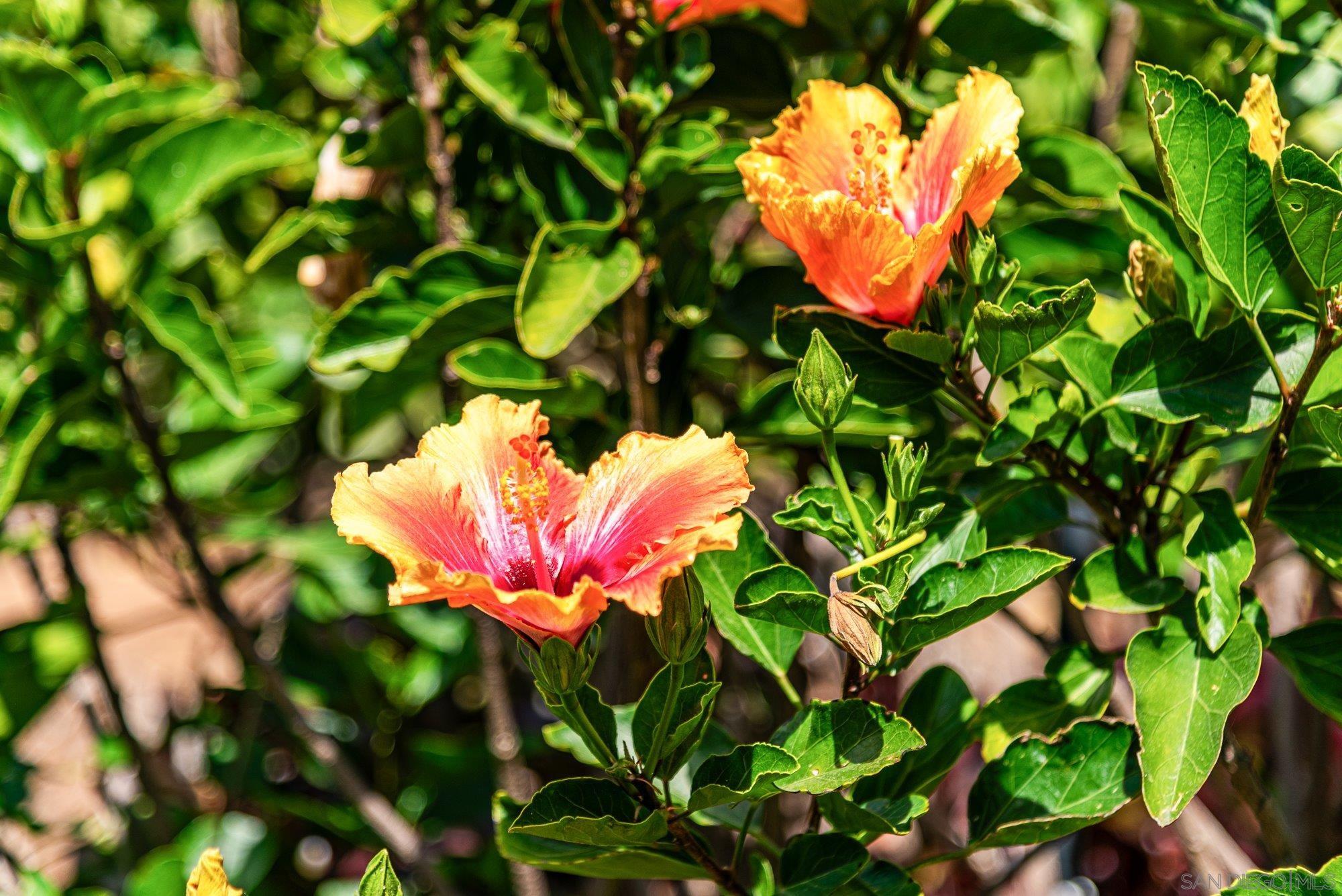Detail Gallery Image 47 of 55 For 7945  Shadow Hill Dr, La Mesa,  CA 91941 - 3 Beds | 2 Baths