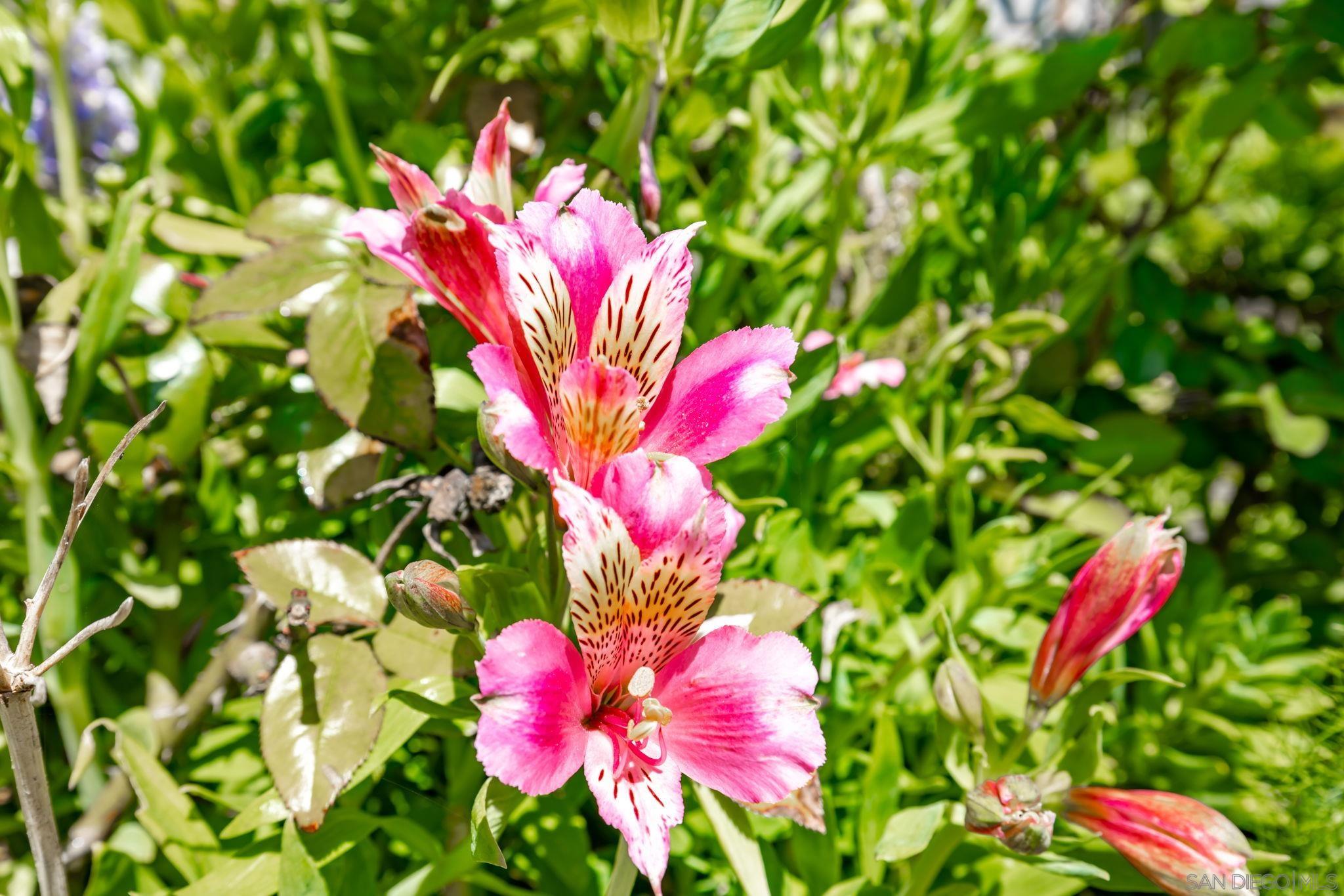 Detail Gallery Image 21 of 37 For 5177  Loma Verde, Oceanside,  CA 92056 - 2 Beds | 2 Baths