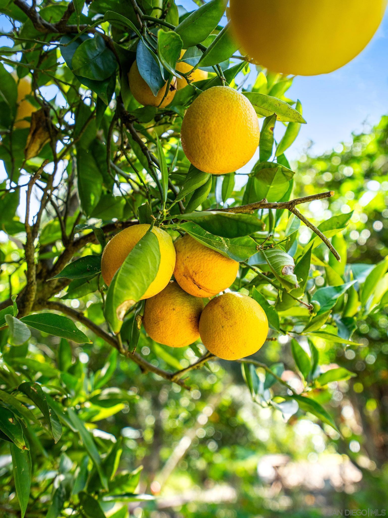 Detail Gallery Image 29 of 51 For 2403  Shamrock, San Diego,  CA 92105 - 2 Beds | 1 Baths