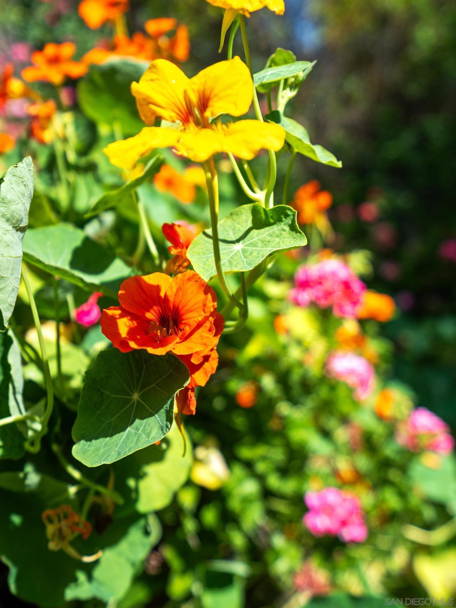 Detail Gallery Image 30 of 51 For 2403  Shamrock, San Diego,  CA 92105 - 2 Beds | 1 Baths