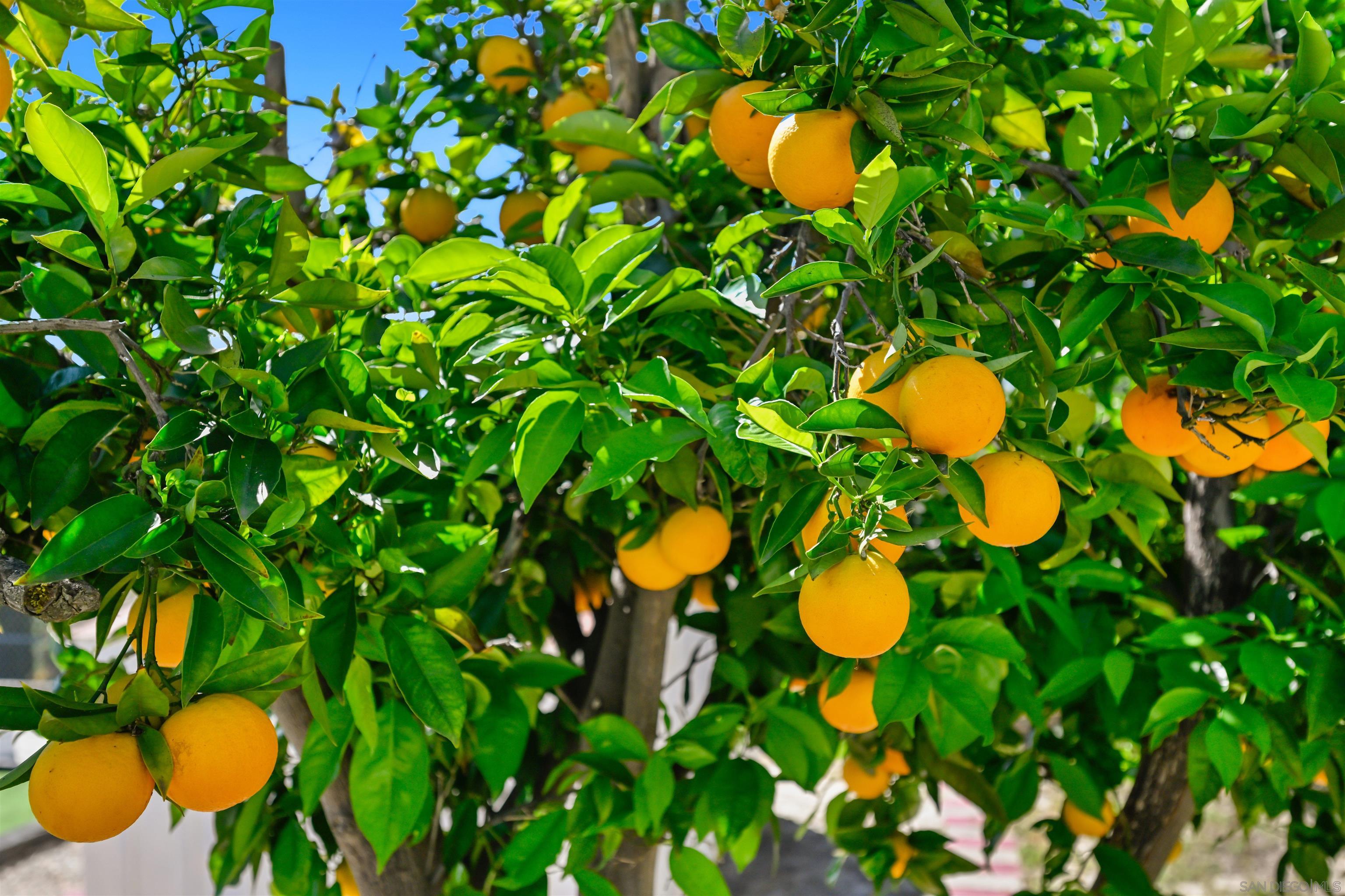 Detail Gallery Image 17 of 20 For 4517  Quailridge Dr, Oceanside,  CA 92056 - 2 Beds | 1 Baths