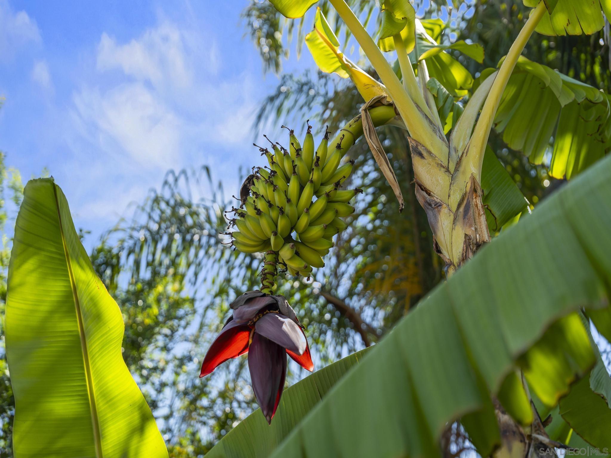 Detail Gallery Image 45 of 67 For 2034  Mount Langley, Chula Vista,  CA 91913 - 5 Beds | 3 Baths