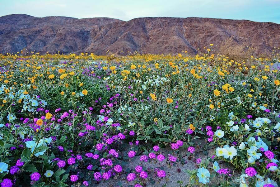 Detail Gallery Image 8 of 8 For , Borrego Springs,  CA 92004 - – Beds | – Baths