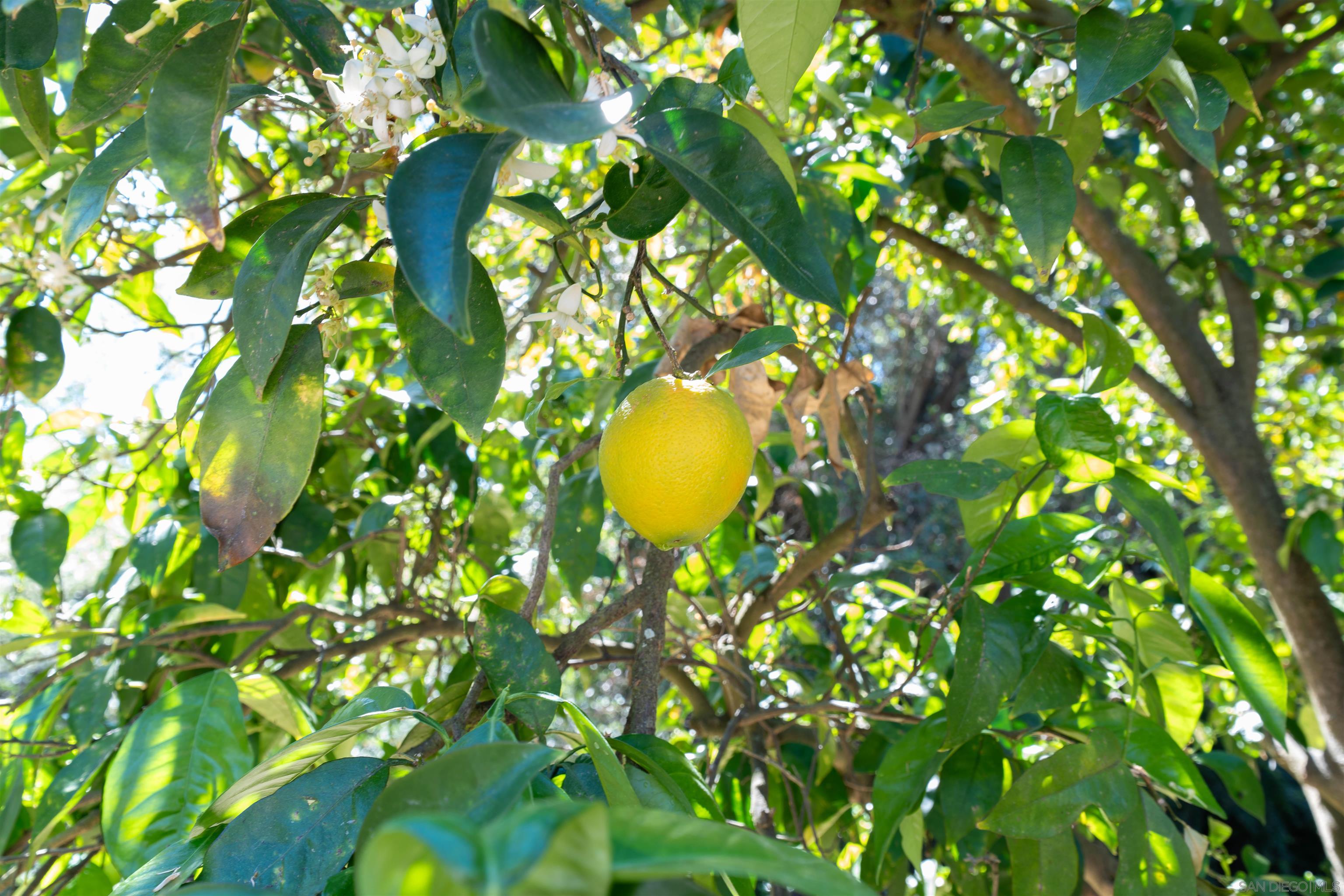Detail Gallery Image 16 of 37 For 1027  Pepper Tree Lane, Fallbrook,  CA 92028 - 3 Beds | 2 Baths
