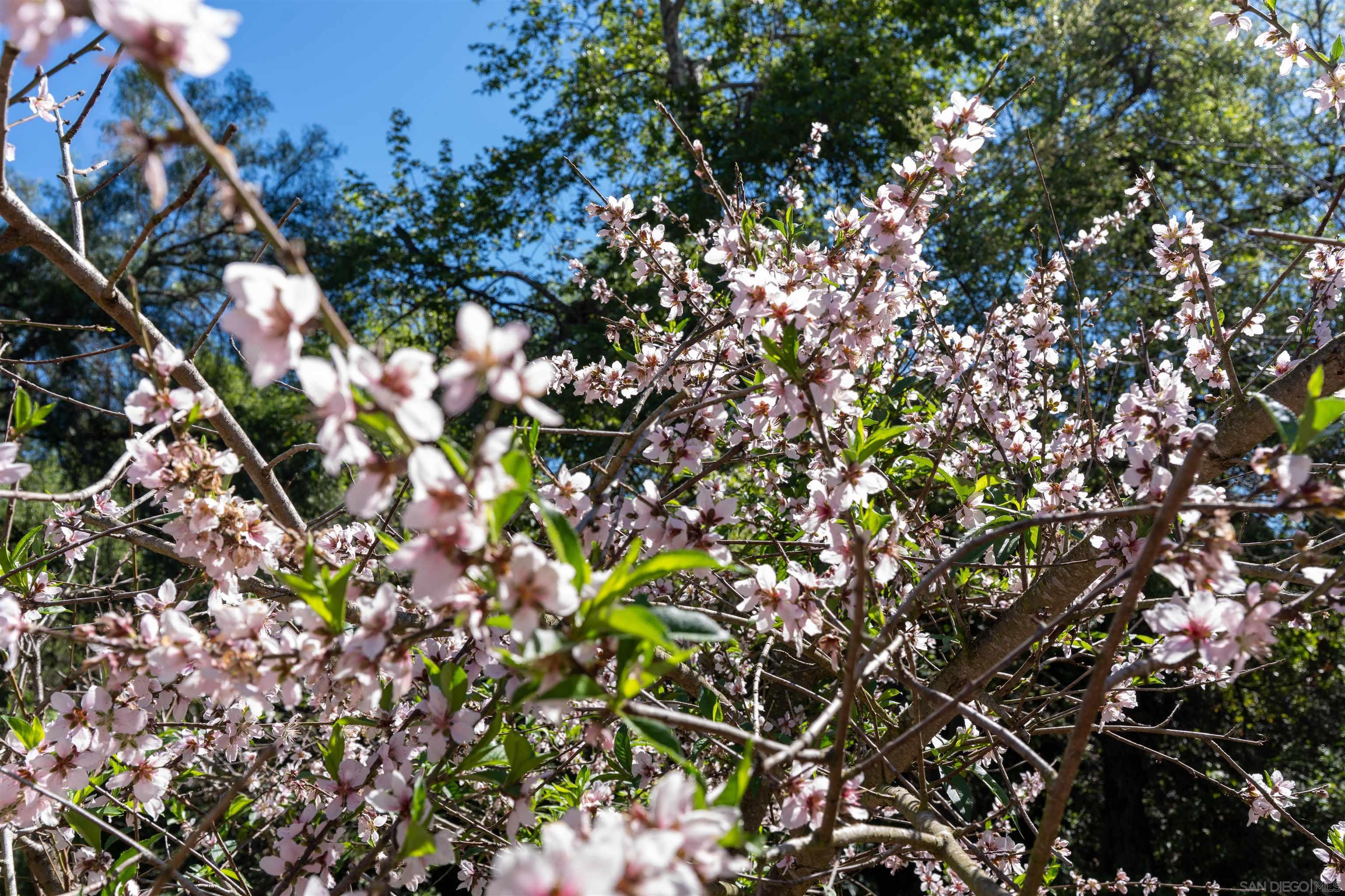 Detail Gallery Image 22 of 37 For 1027  Pepper Tree Lane, Fallbrook,  CA 92028 - 3 Beds | 2 Baths