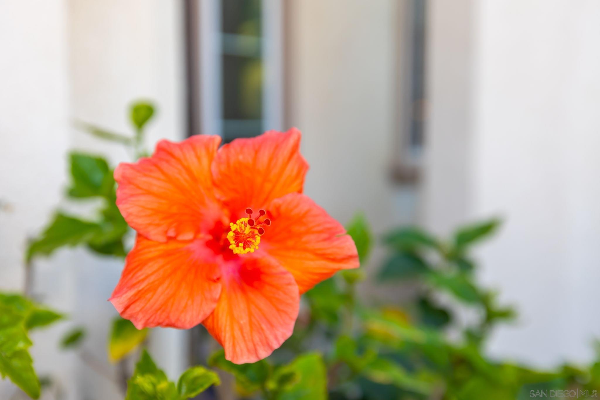 Detail Gallery Image 36 of 44 For 26659  Cactus Creek Way, Sun City,  CA 92586 - 4 Beds | 2/1 Baths