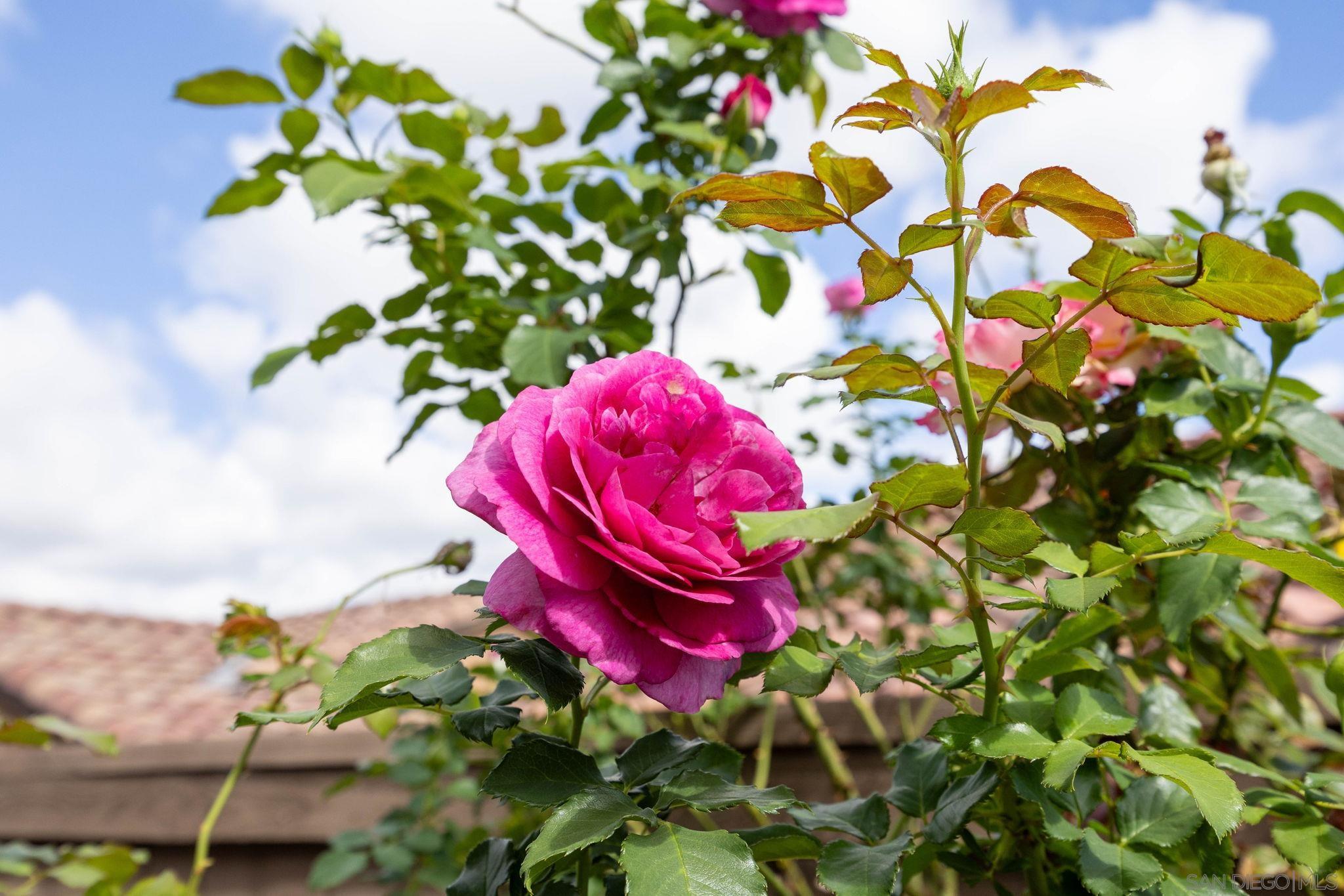 Detail Gallery Image 23 of 36 For 7957 Auberge  Circle, San Diego,  CA 92127 - 3 Beds | 2/1 Baths