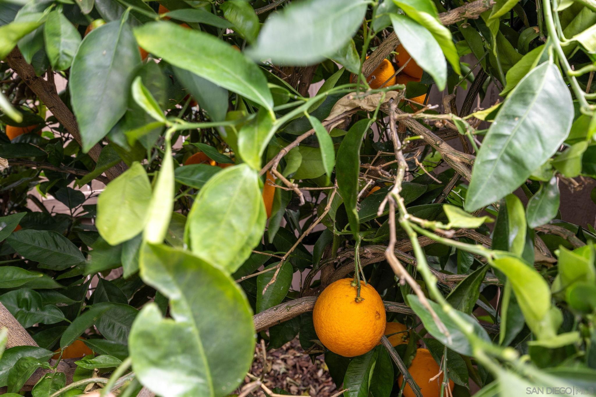 Detail Gallery Image 24 of 36 For 7957 Auberge  Circle, San Diego,  CA 92127 - 3 Beds | 2/1 Baths