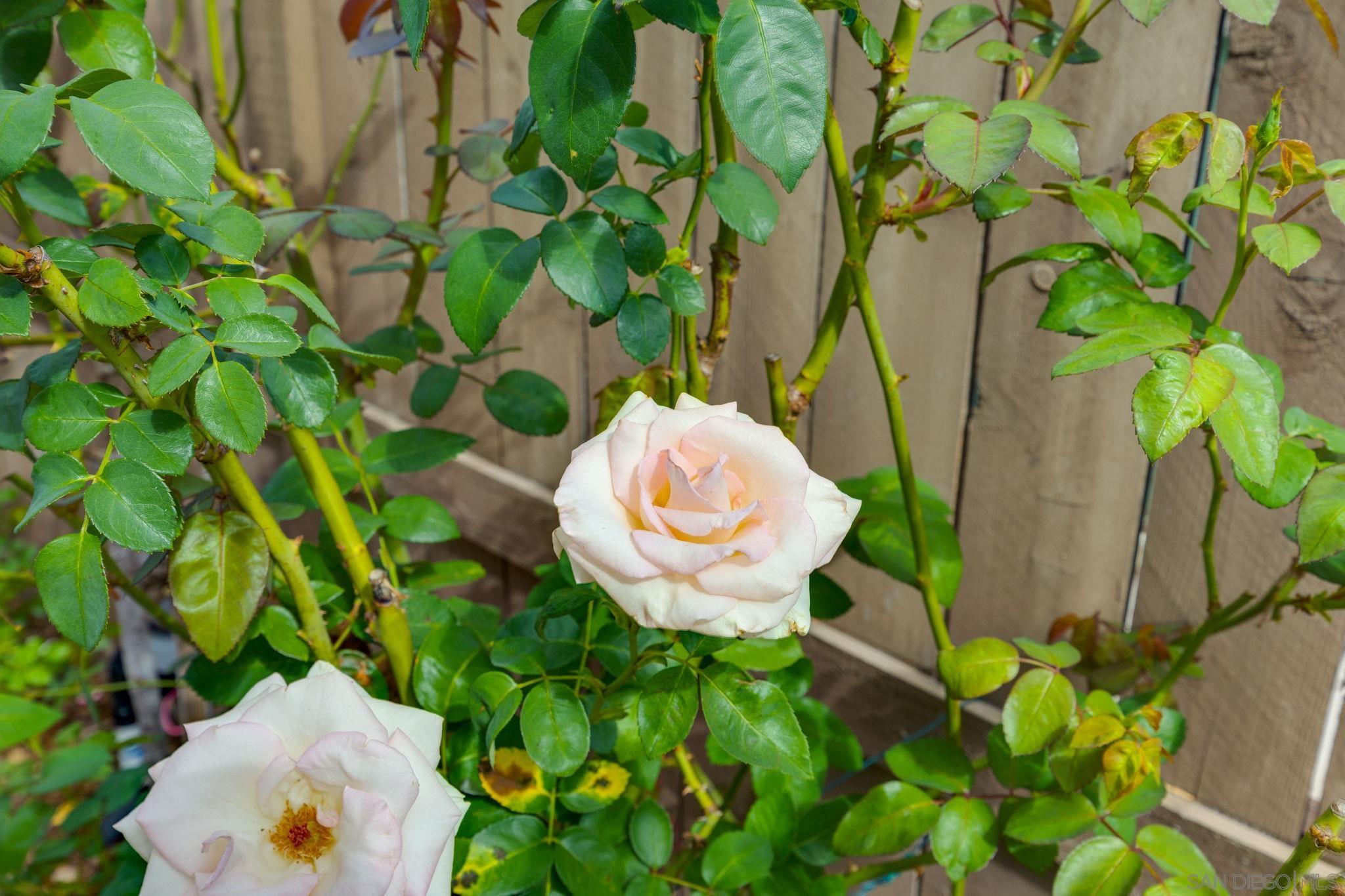 Detail Gallery Image 25 of 36 For 7957 Auberge  Circle, San Diego,  CA 92127 - 3 Beds | 2/1 Baths