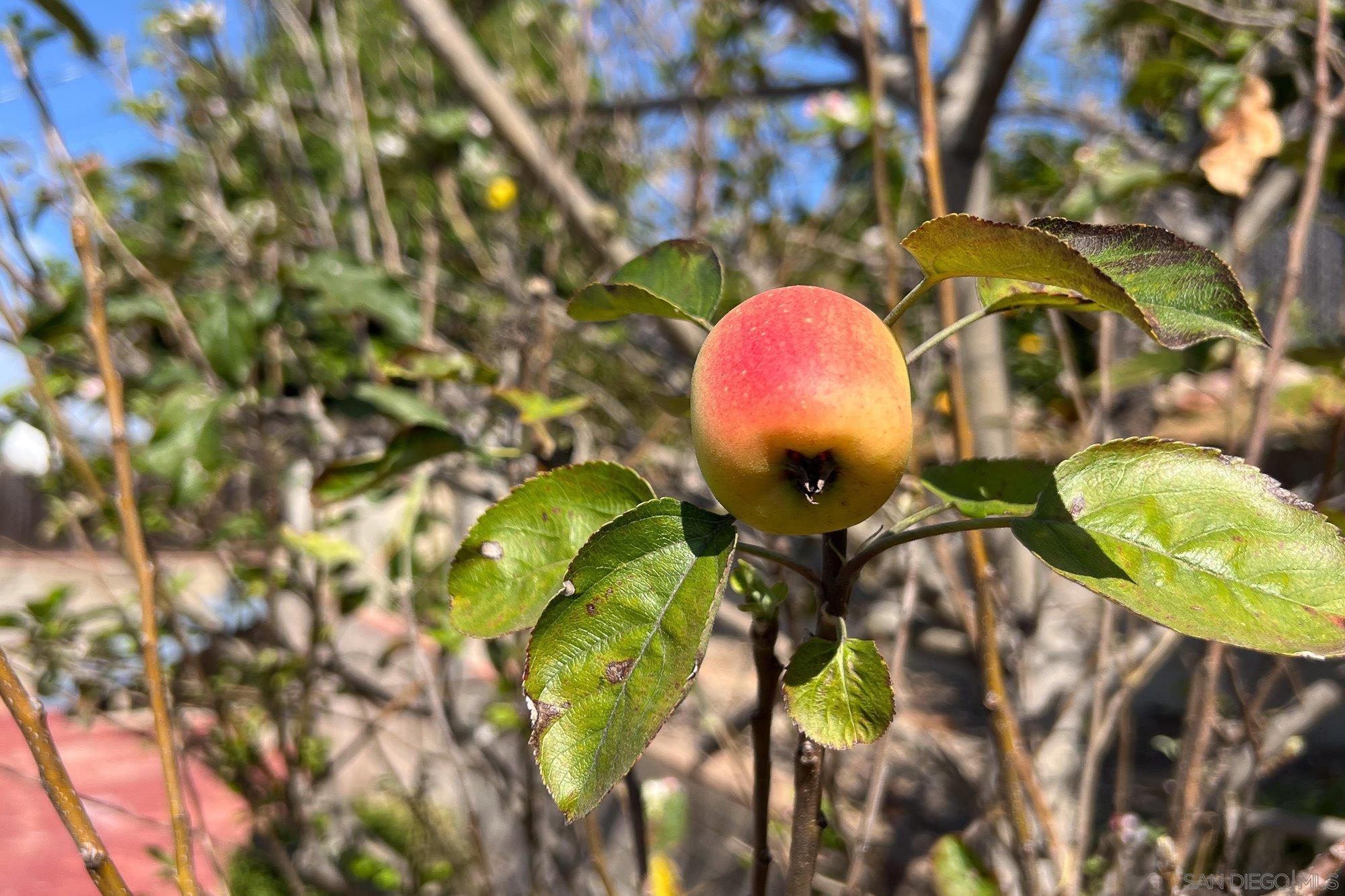 Detail Gallery Image 32 of 41 For 5037  Waring Rd, San Diego,  CA 92120 - 3 Beds | 2 Baths